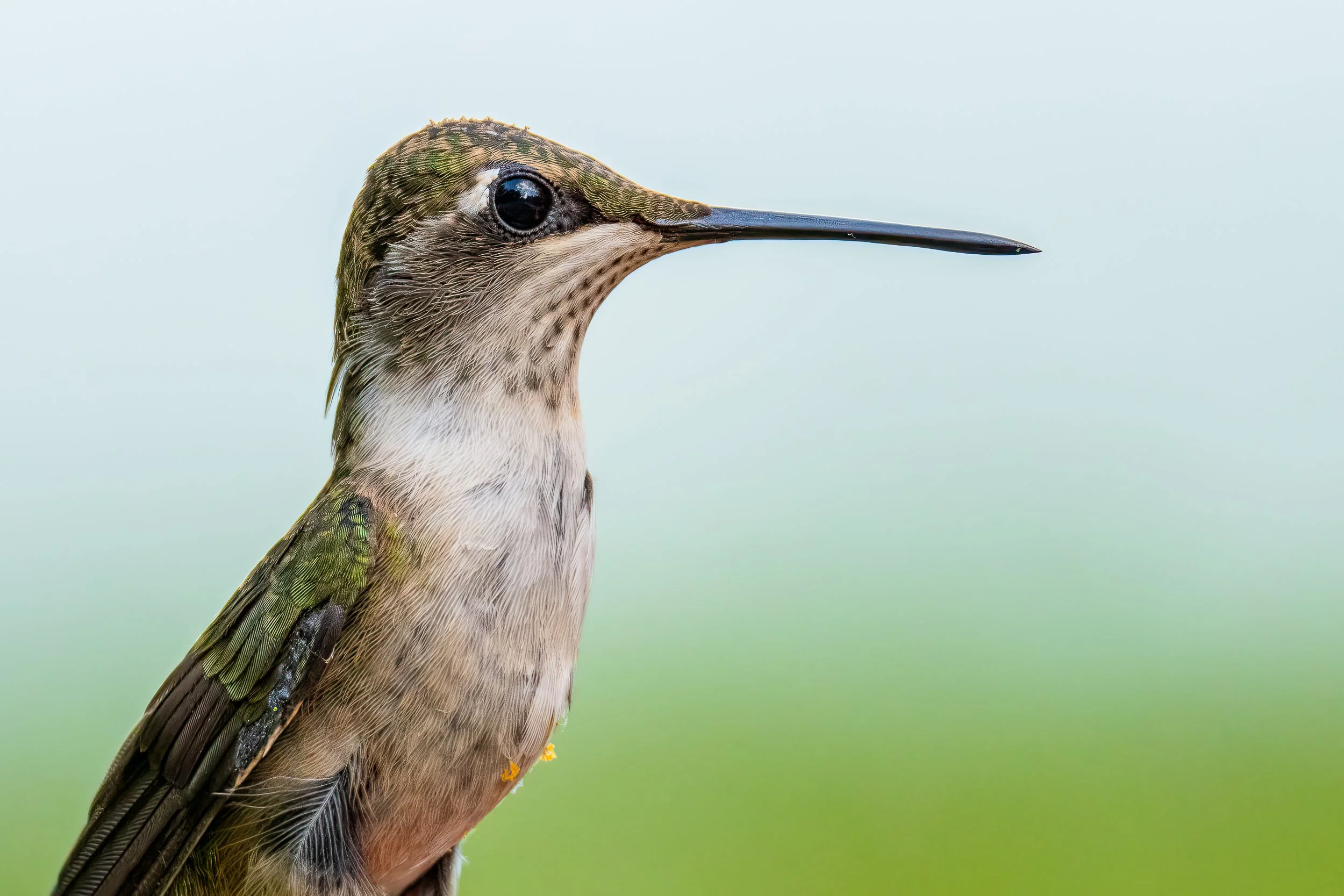 ruby-throated-hummingbird.jpg