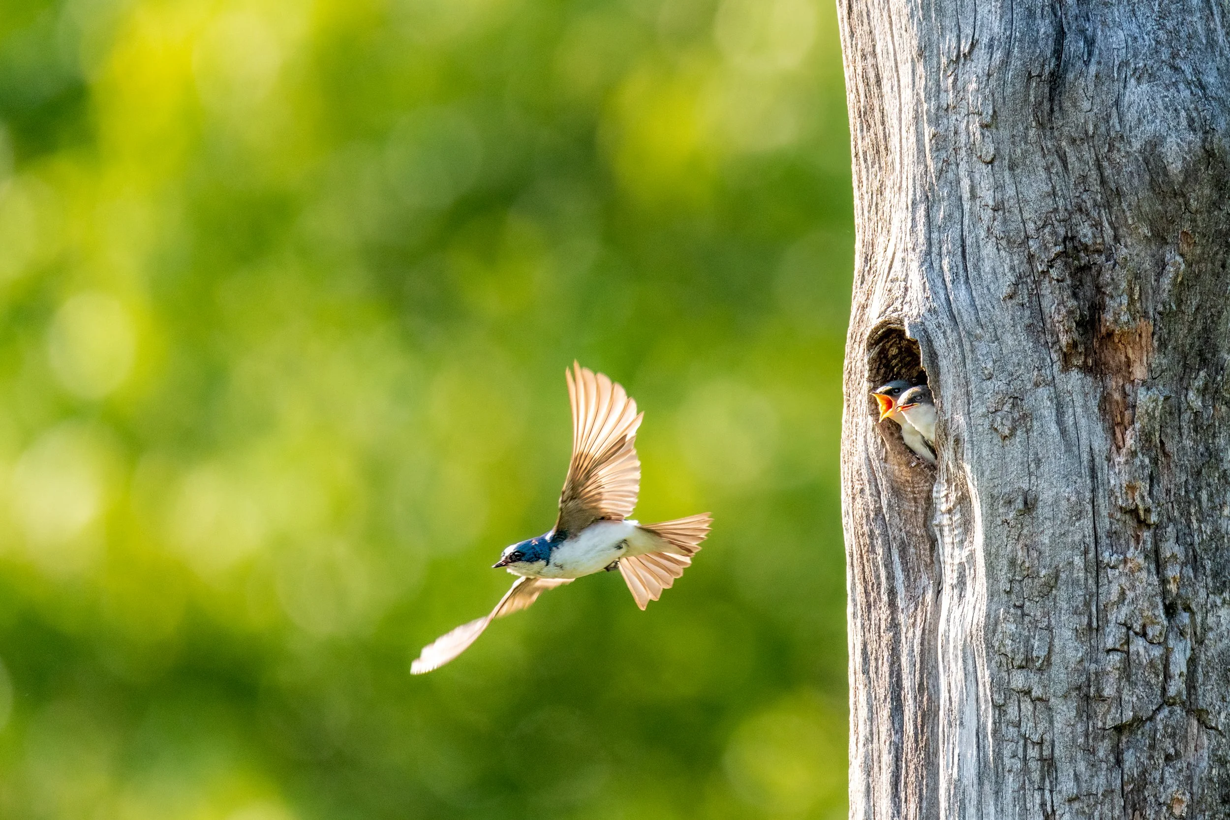 tree-swallow-mother-chicks.jpg