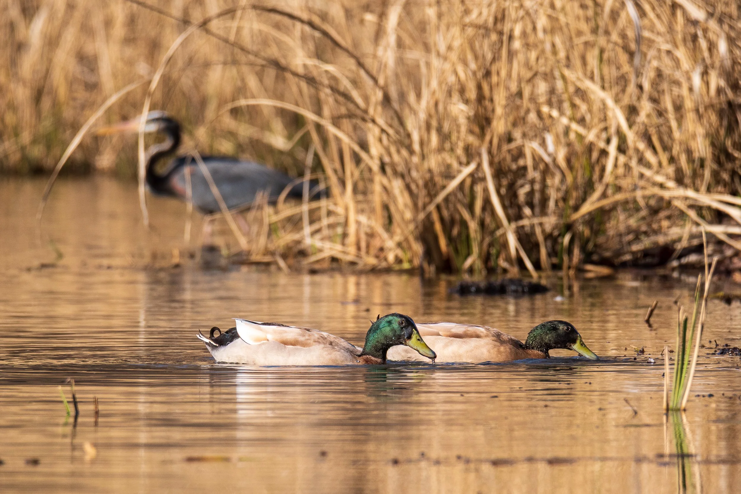 mallards-and-great-blue-heron.jpg