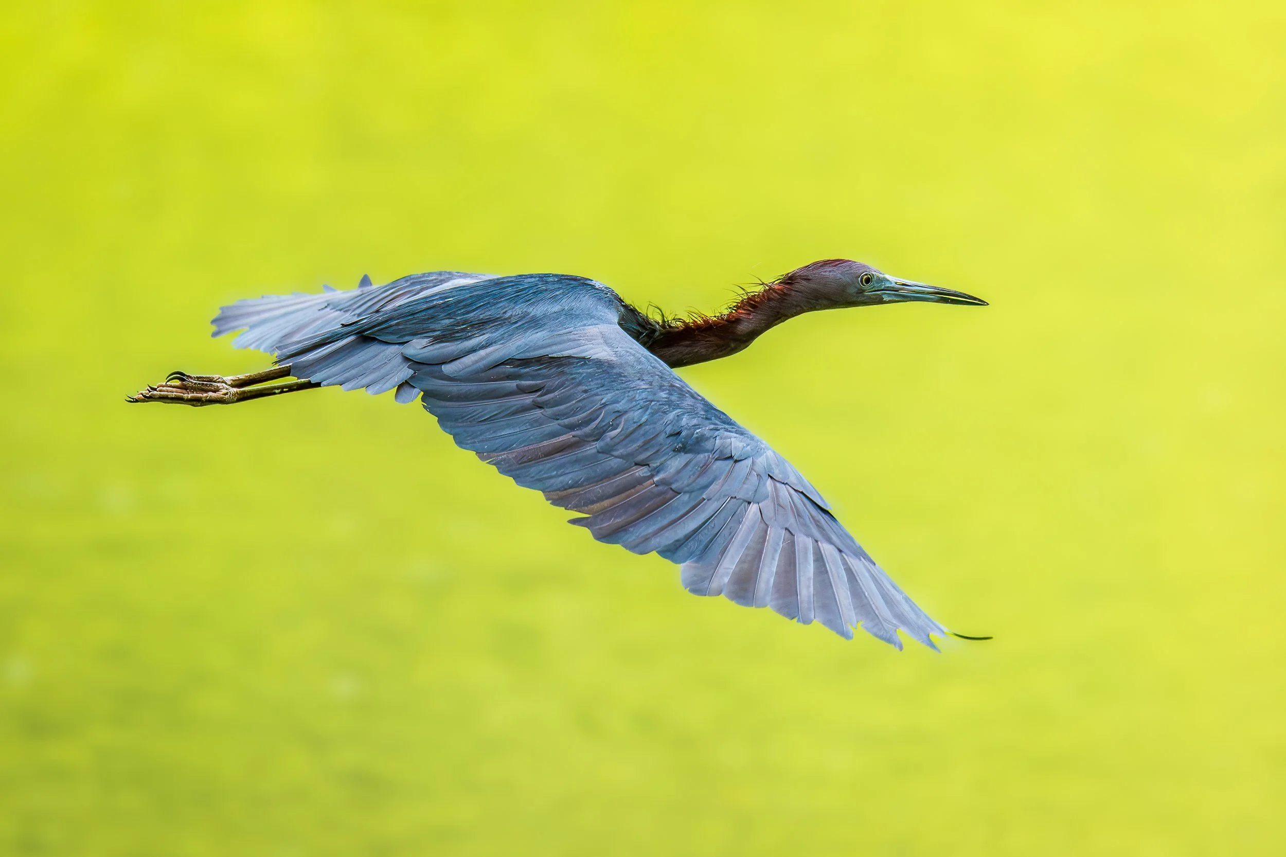 little-blue-heron-in-flight.jpg