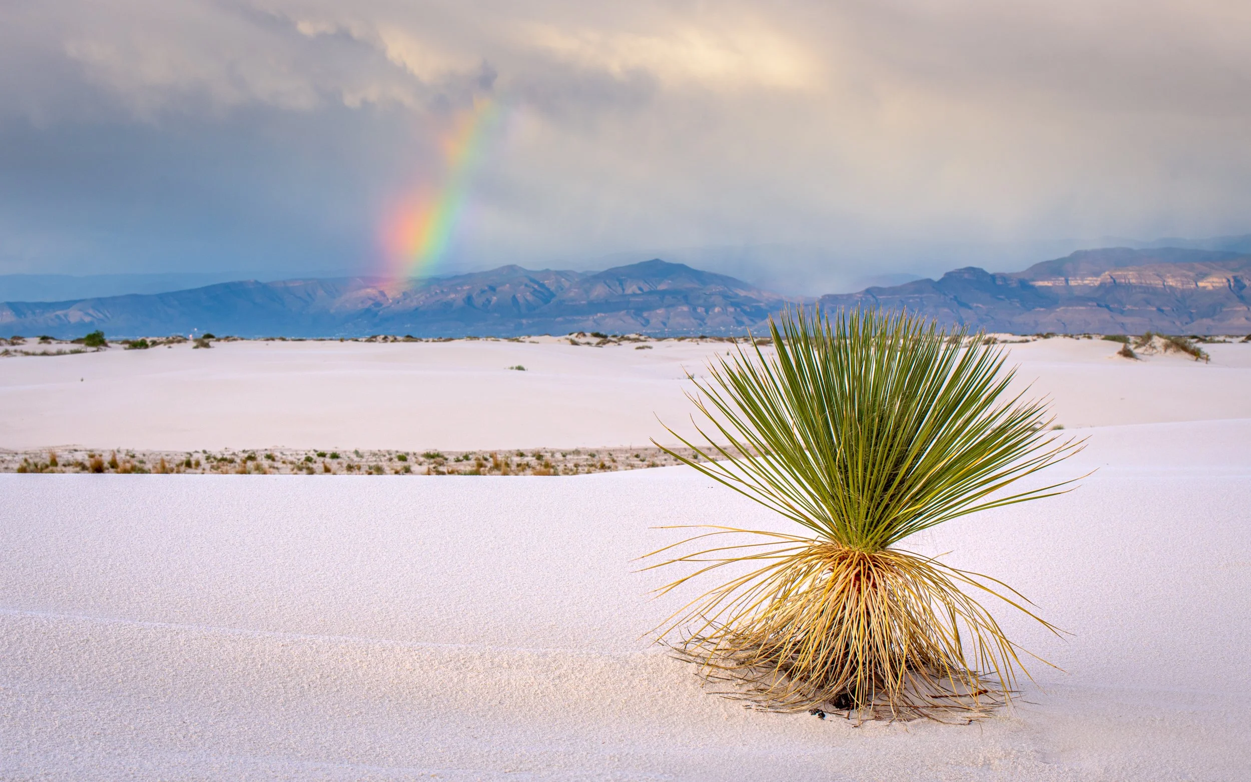 yucca-rainbow-white-sands.jpg