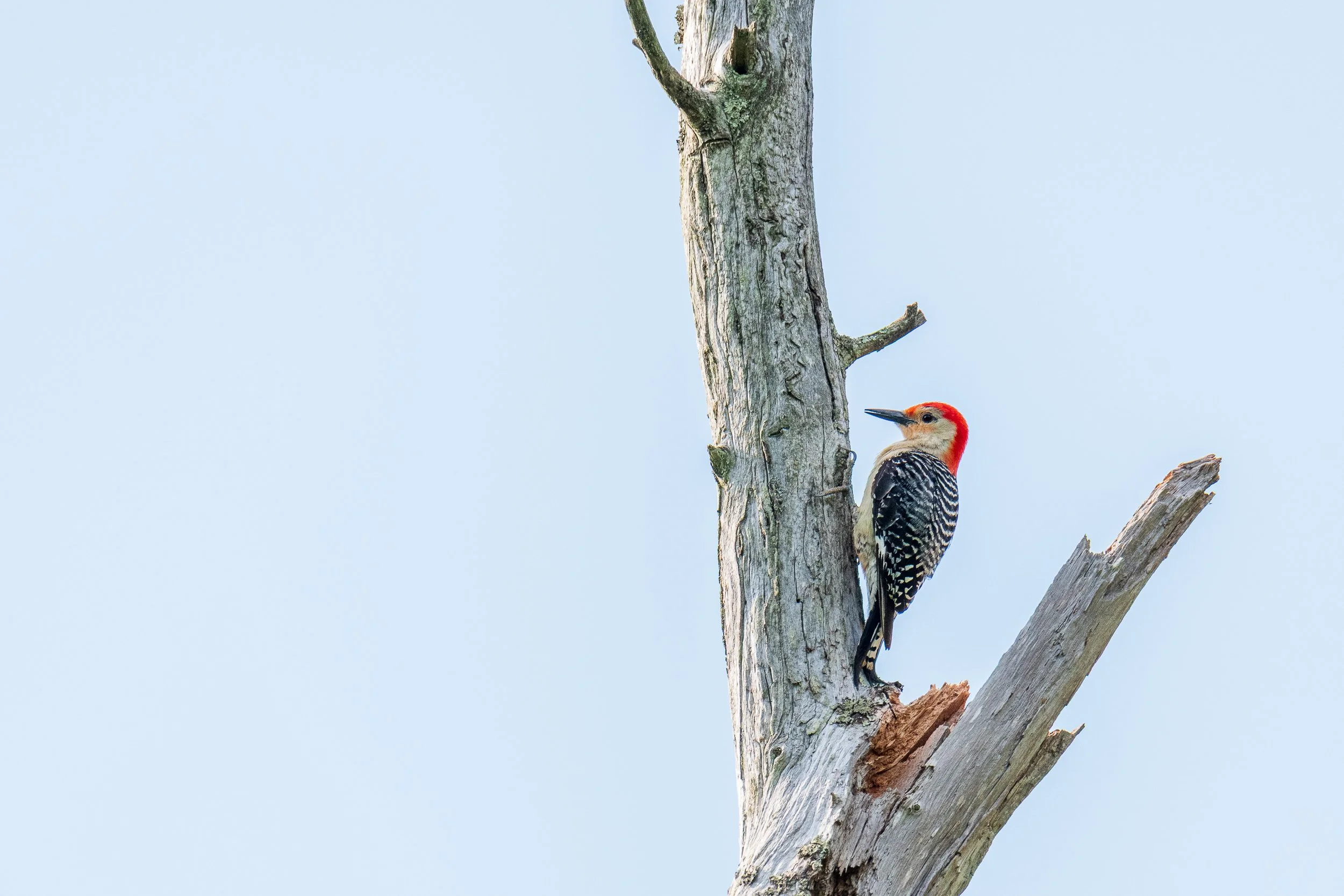 red-bellied-woodpecker.jpg