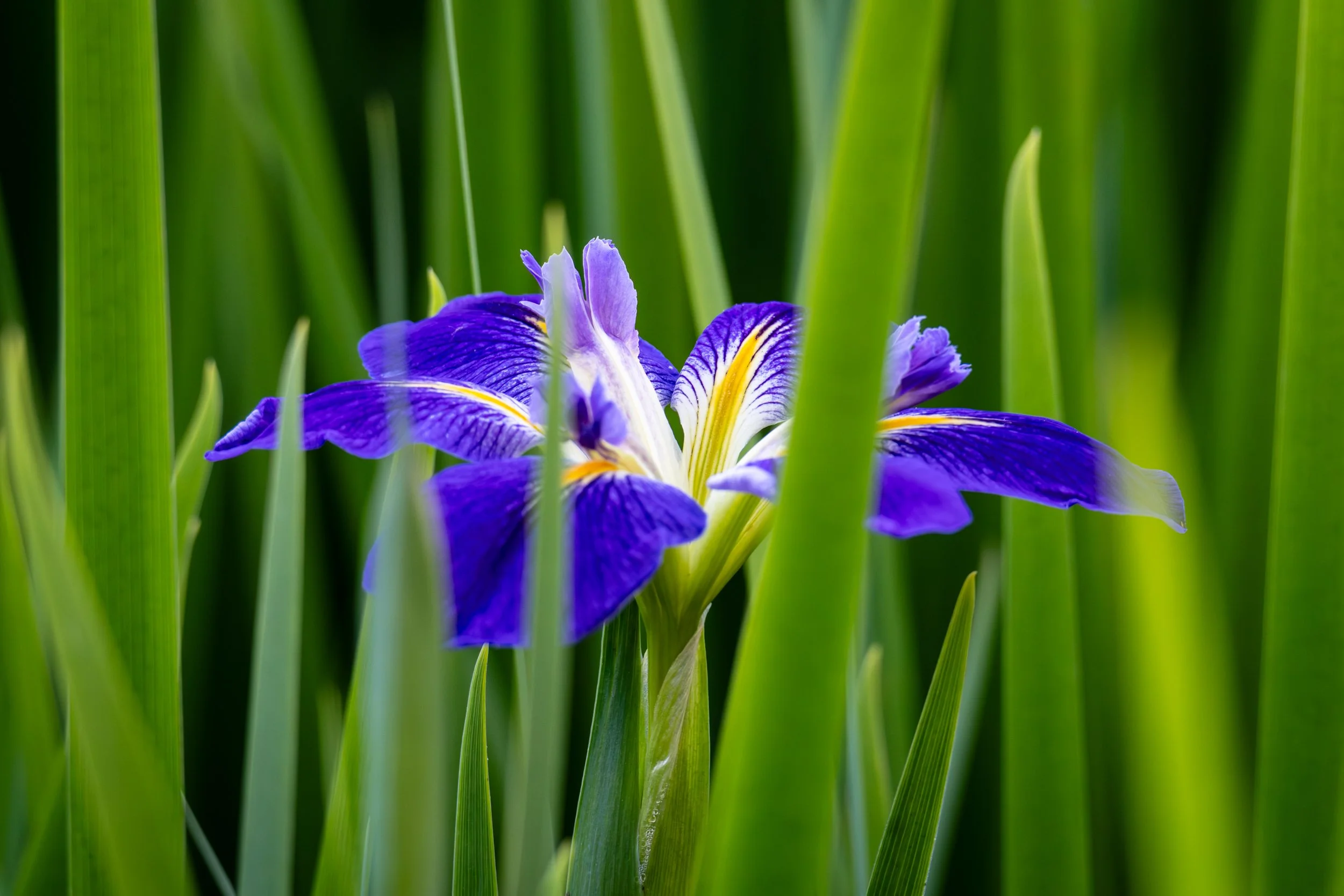 iris-through-green-grass.jpg