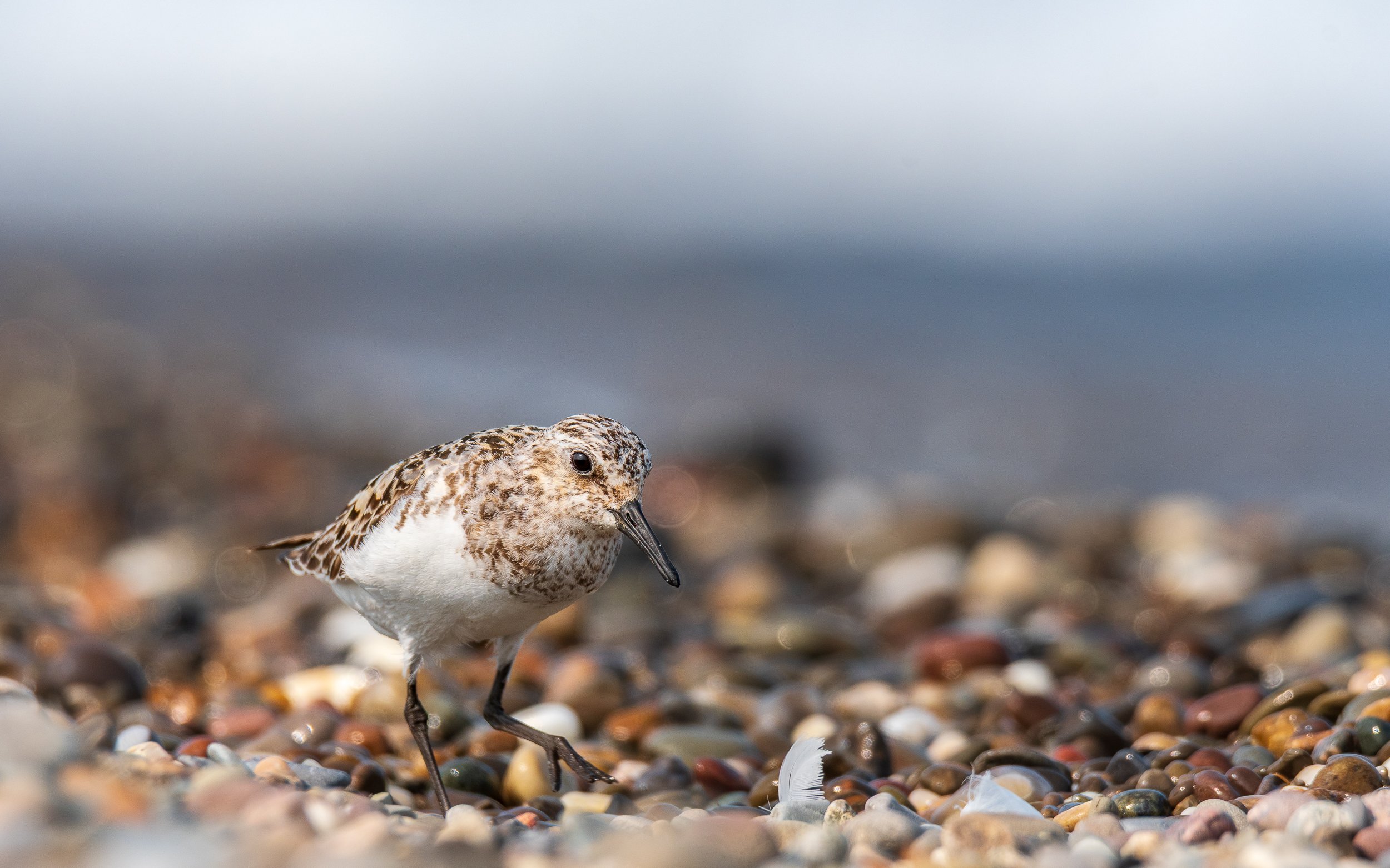 sanderling-on-rocks.jpg