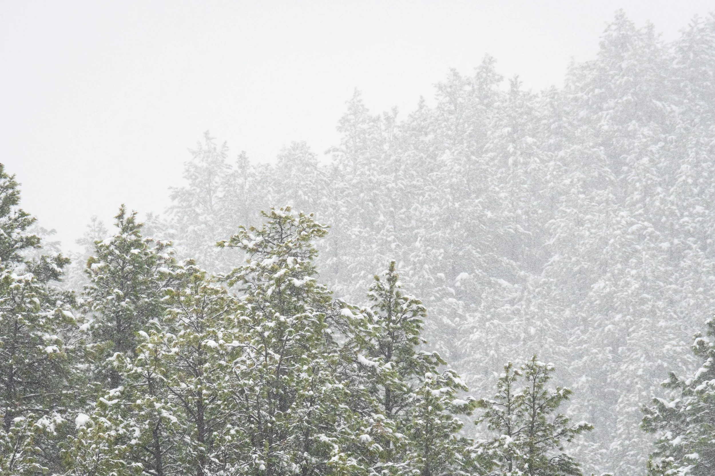trees-in-snow.jpg