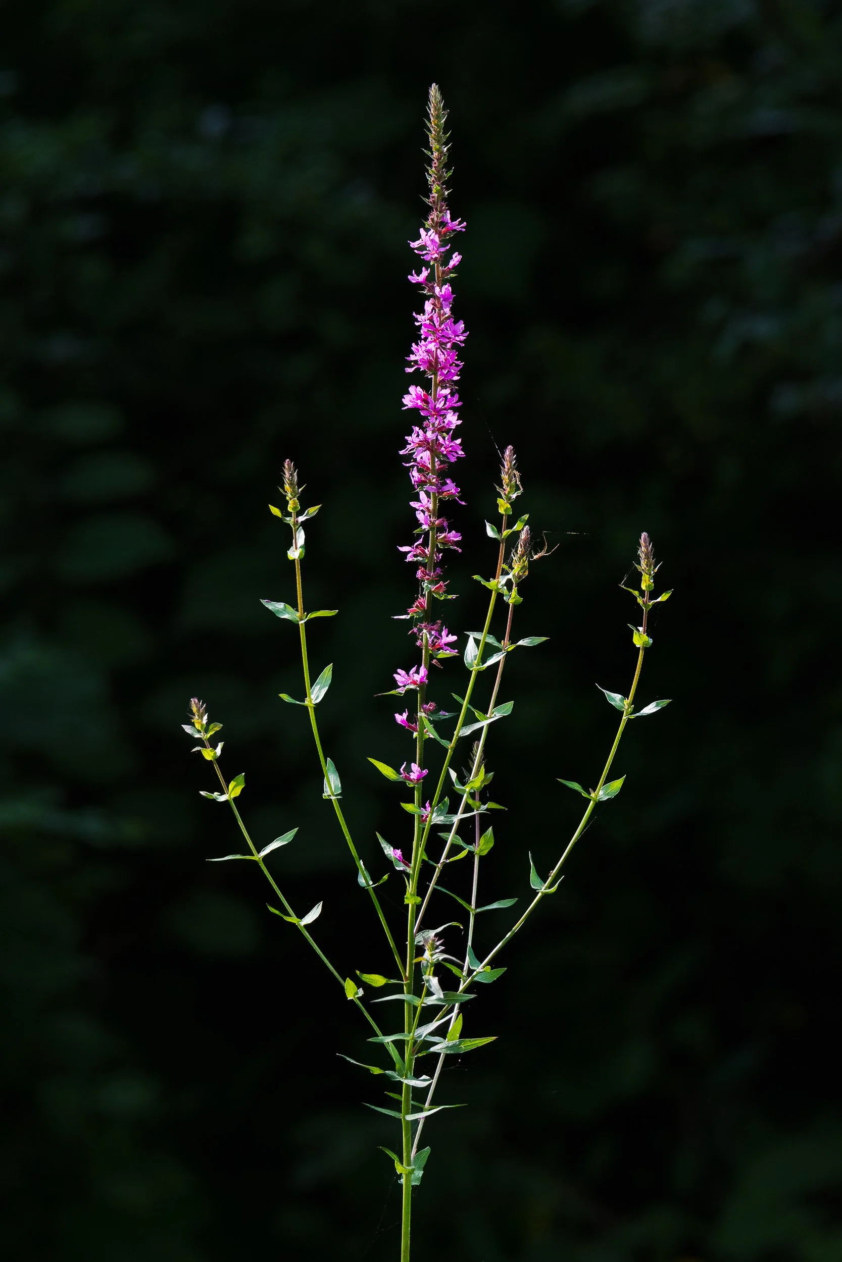 light-on-plant.jpg