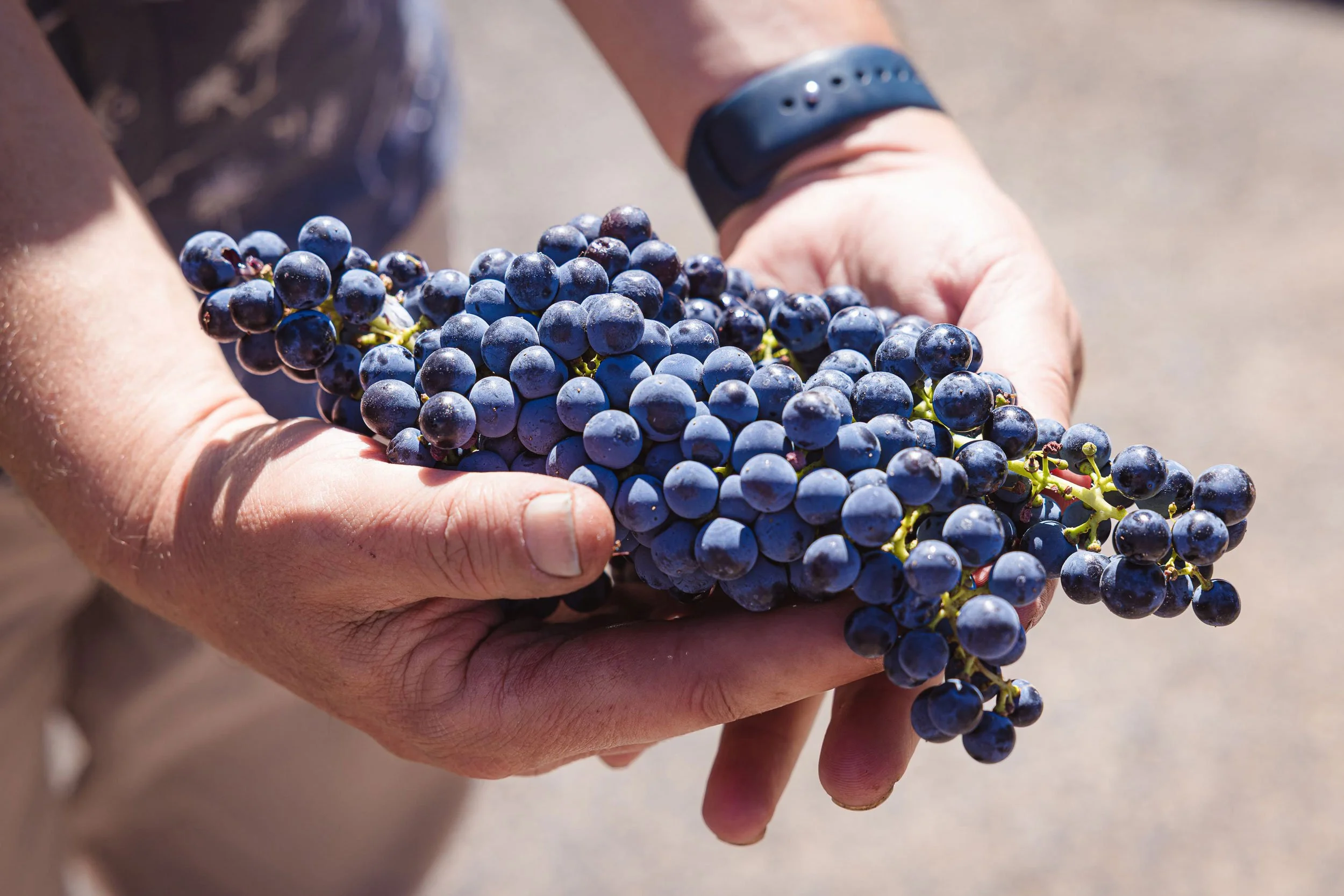 Person holding a large bunch of dark purple grapes outdoors.