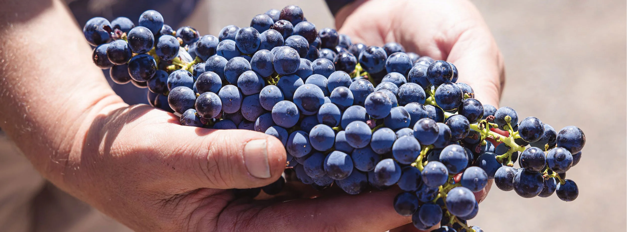 Close-up of a person's hands holding a bunch of dark purple grapes.