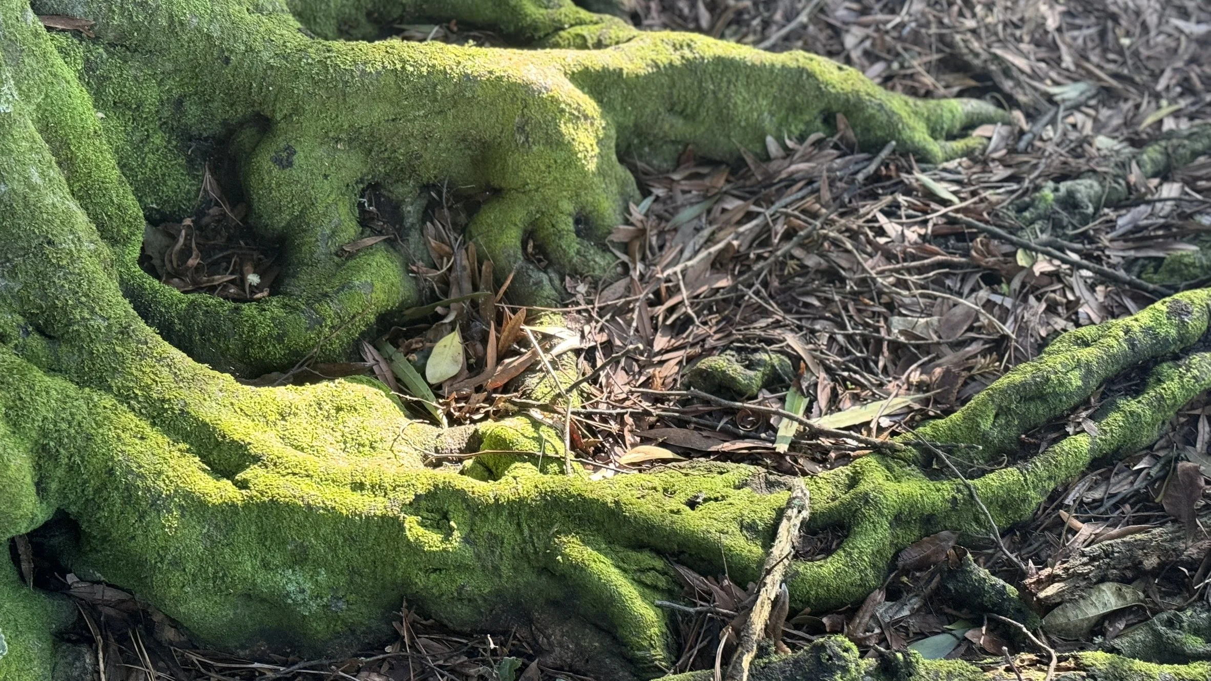 Close-up of moss-covered tree roots and ground covered with dry leaves and twigs.