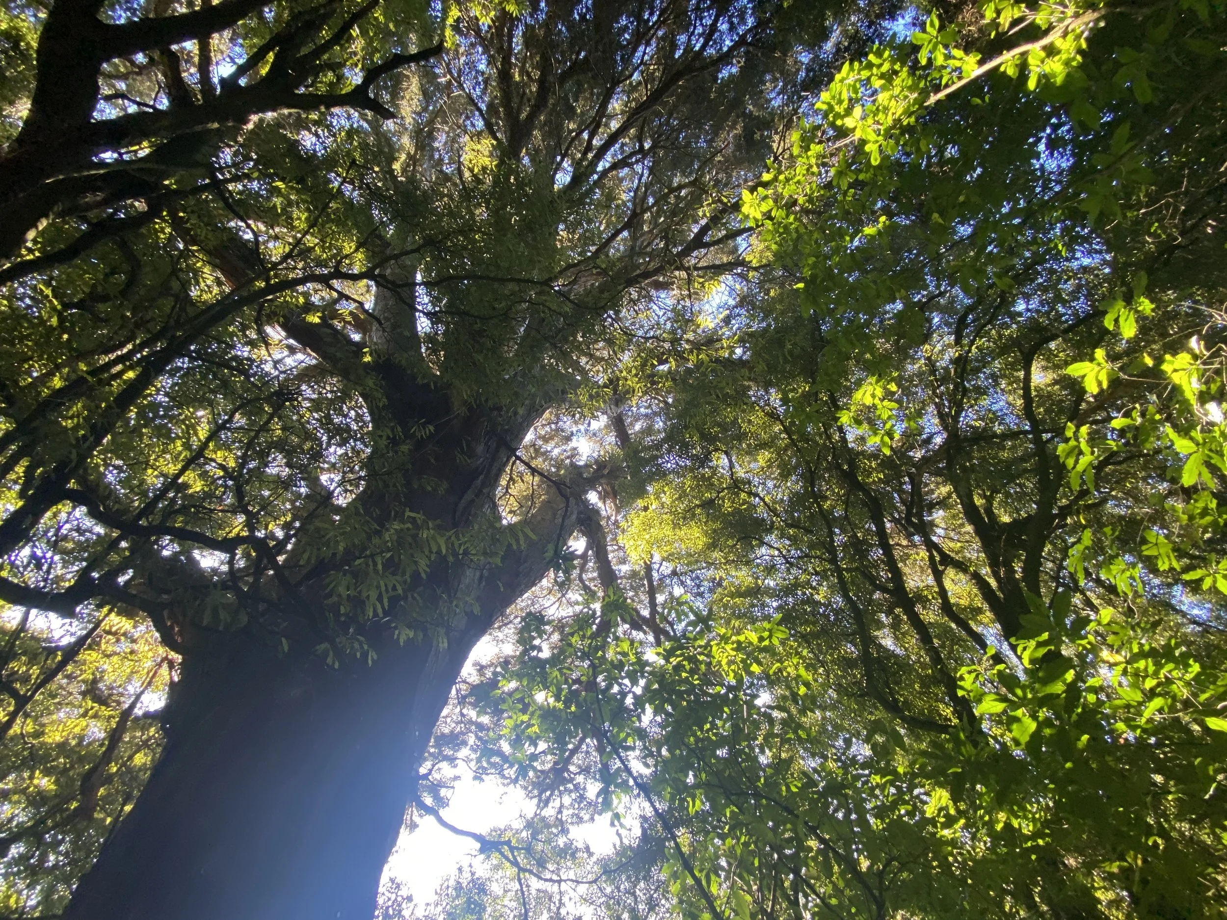 Looking up at tall trees in a forest with sunlight filtering through the leaves.