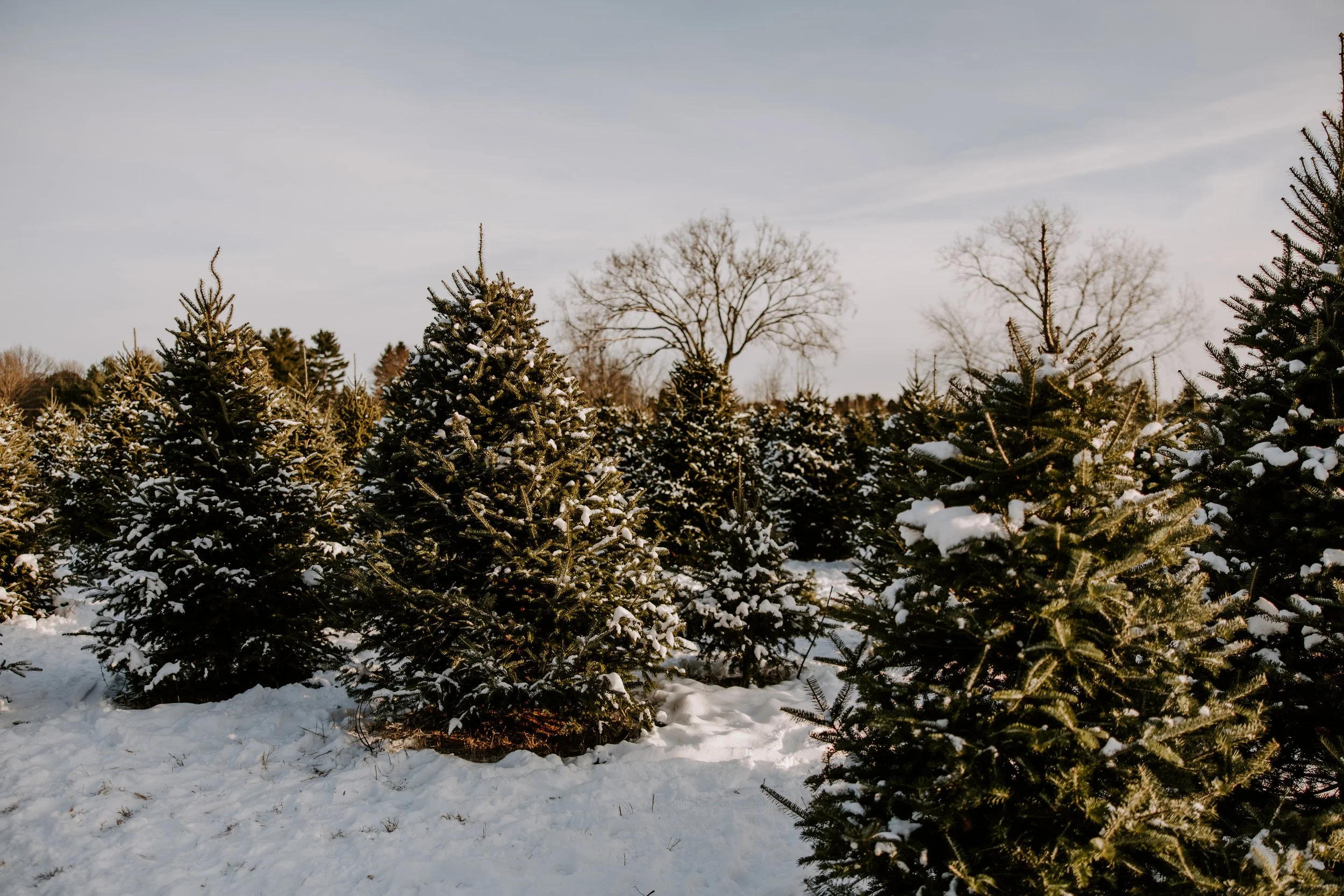 2025StarTreeFarm-19.jpg
