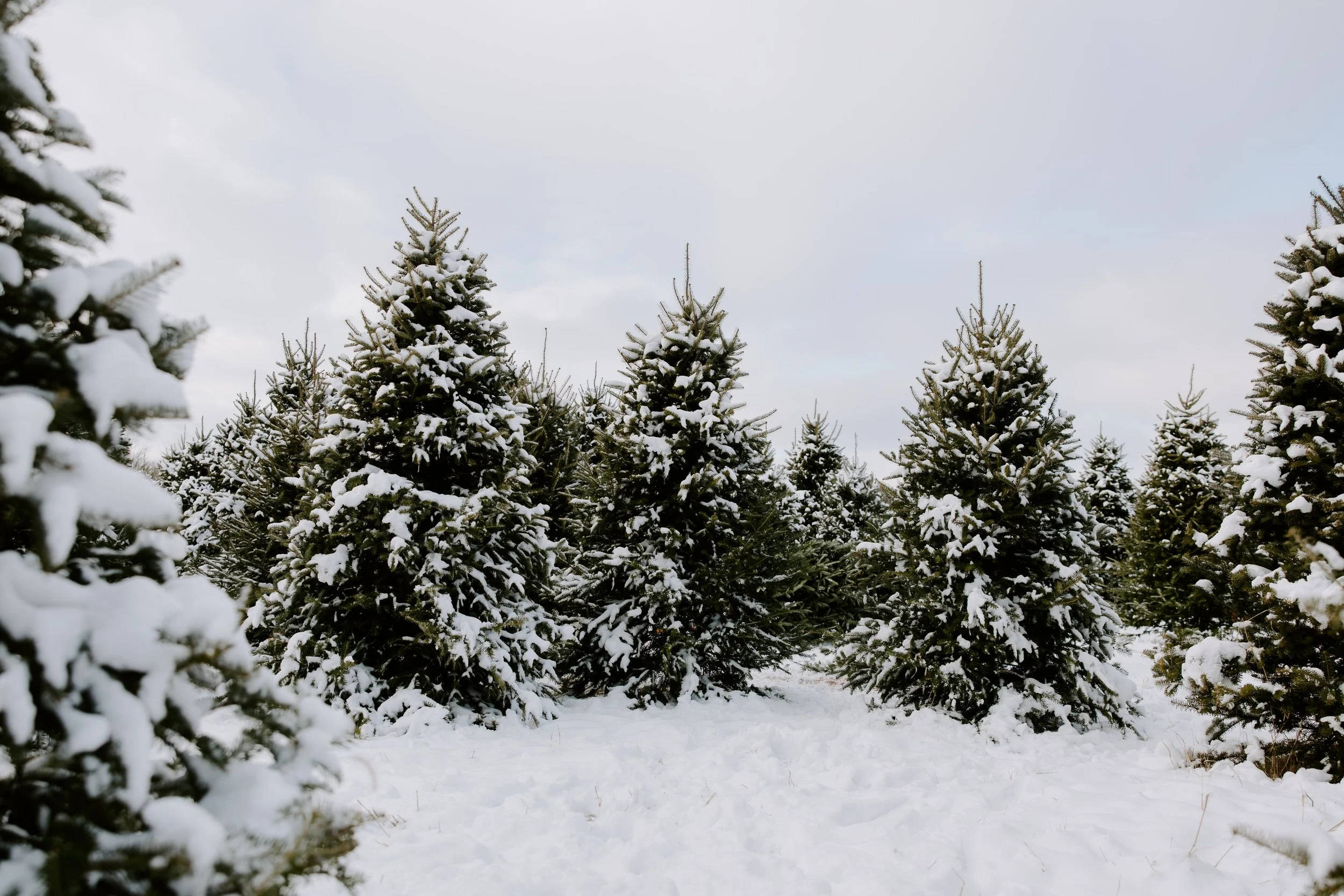 2025ChristmasTreeFarm-25.jpg