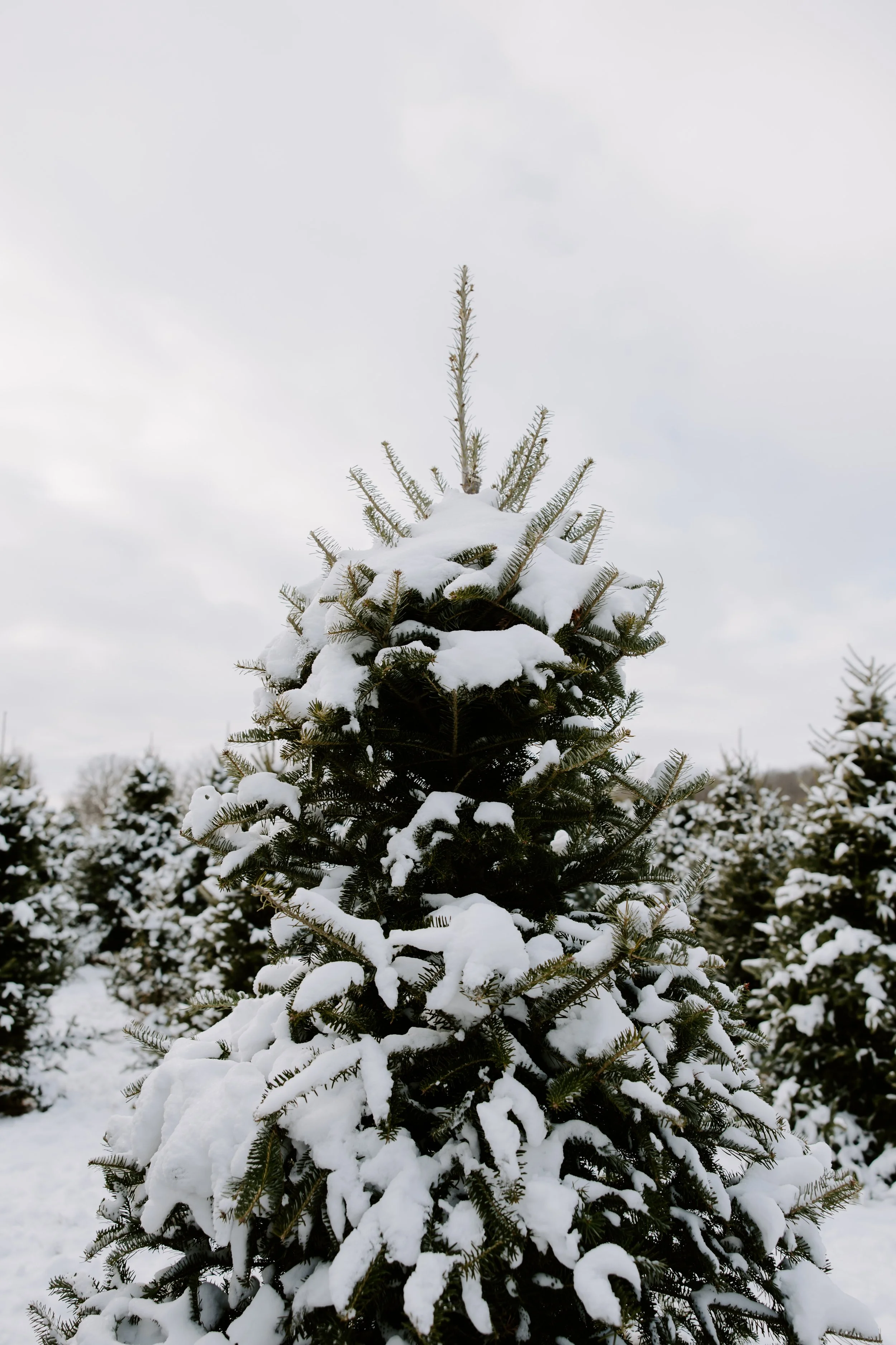 2025ChristmasTreeFarm-26.jpg