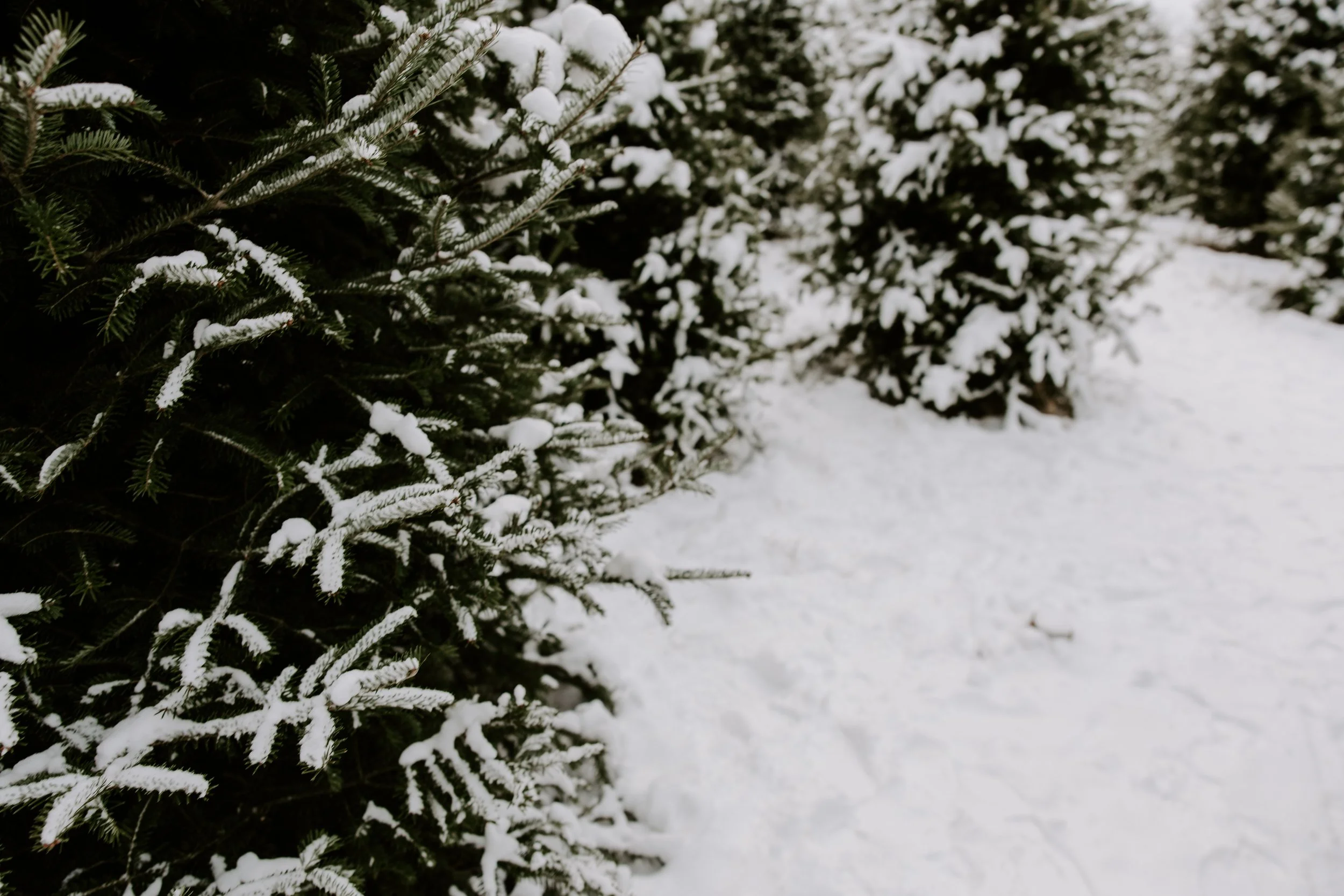 2025ChristmasTreeFarm-3 - Copy.jpg