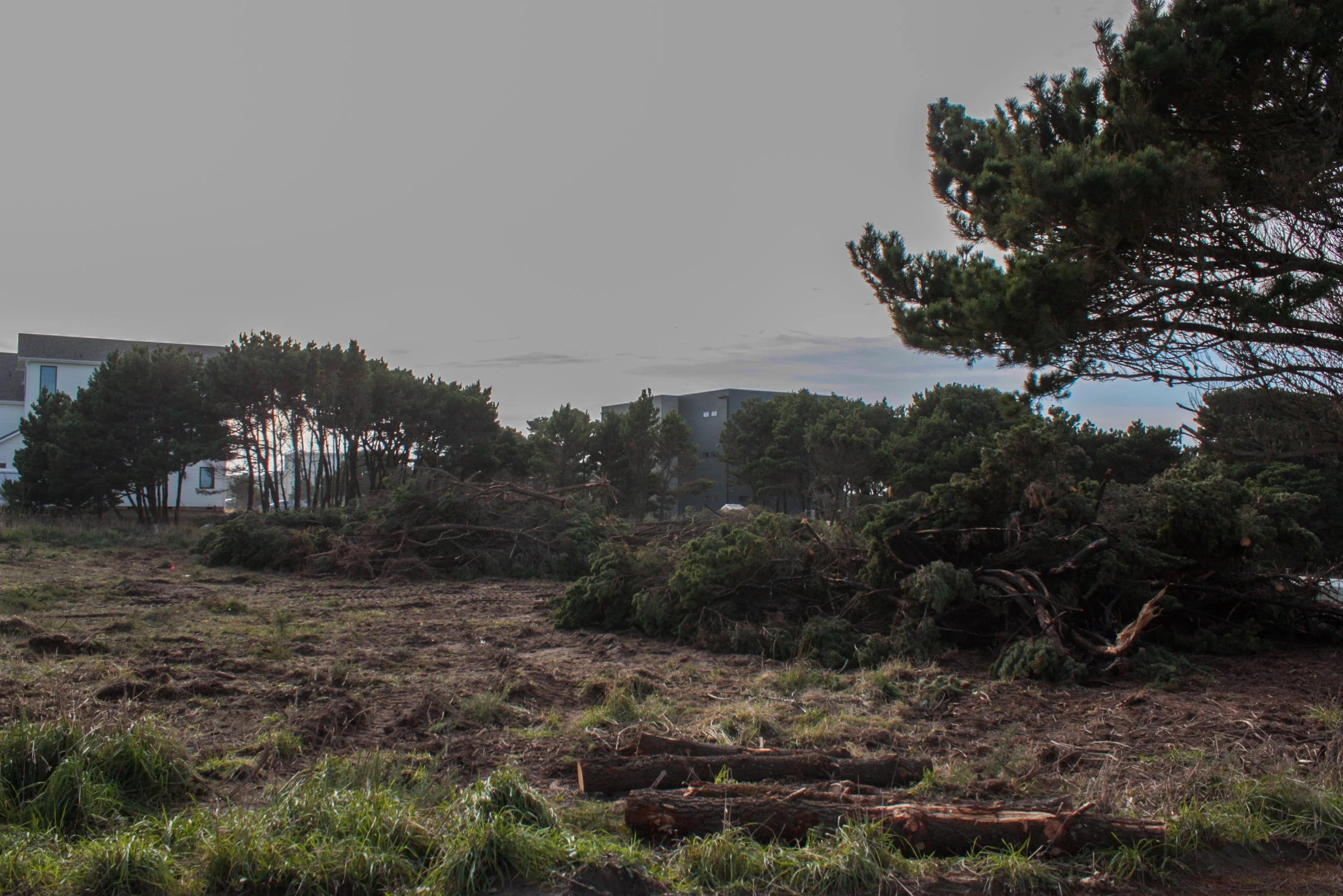 A landscape with scattered trees and fallen branches, residential buildings in the background, and a cloudy sky.