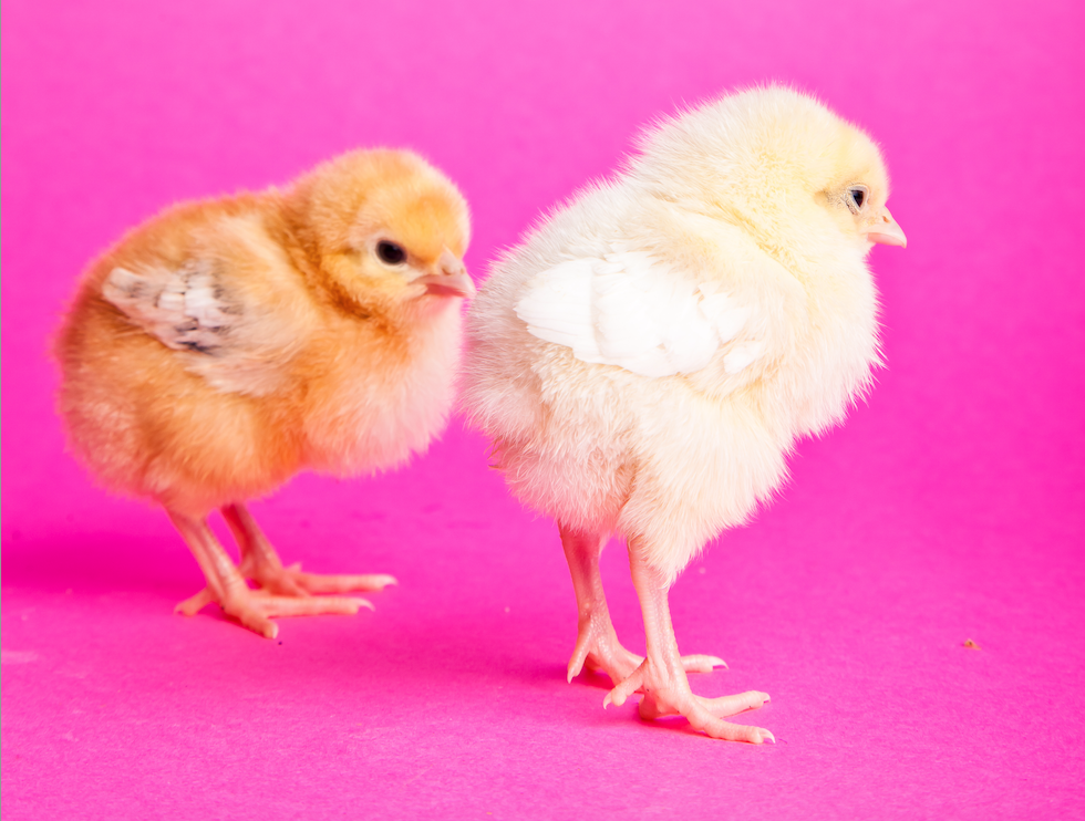 Online Doubles Therapy