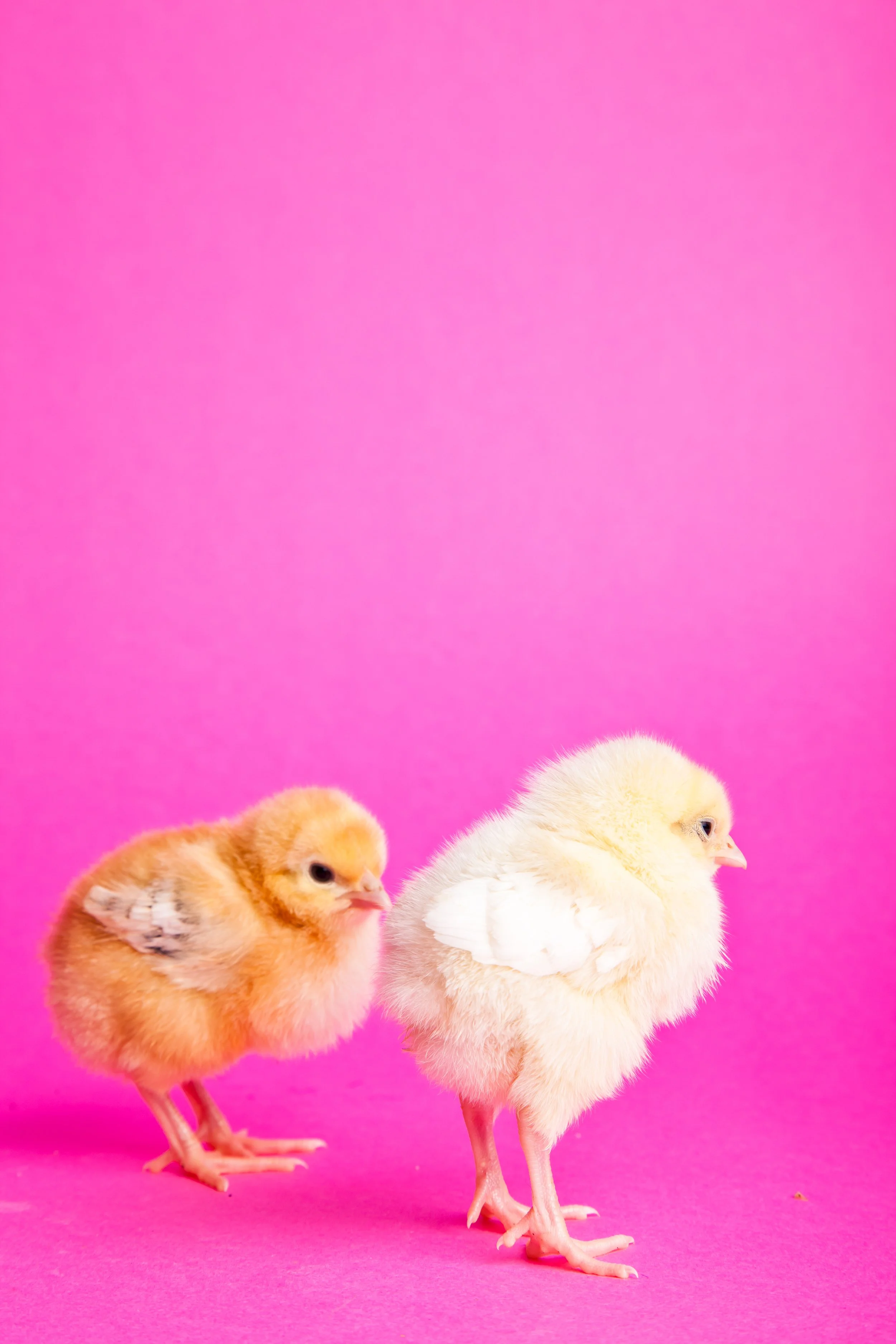 Christmas Tree branch with two disco ball ornaments. Image for Doubles Therapy or Dyadic Therapy at CouplesTherapy.co in December.