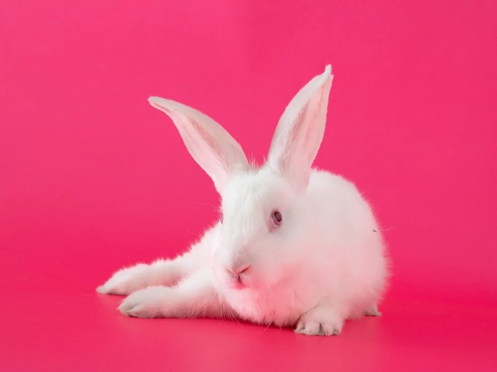 shutterstock_2129641220.jpg