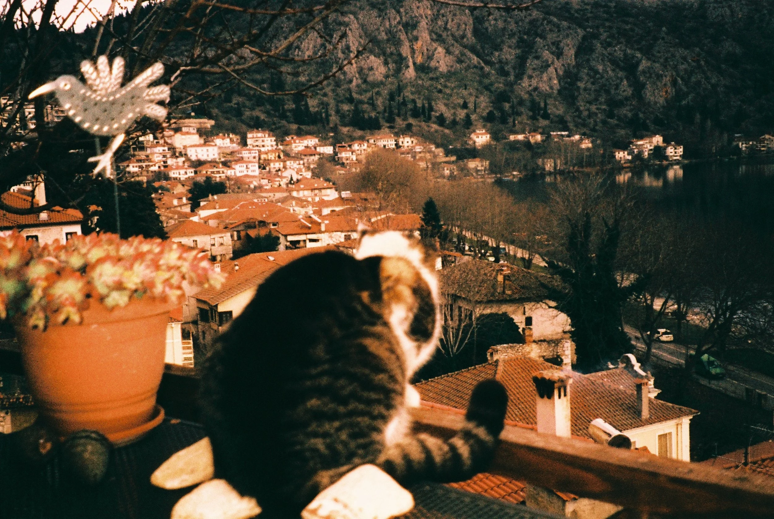 kastoria cat
