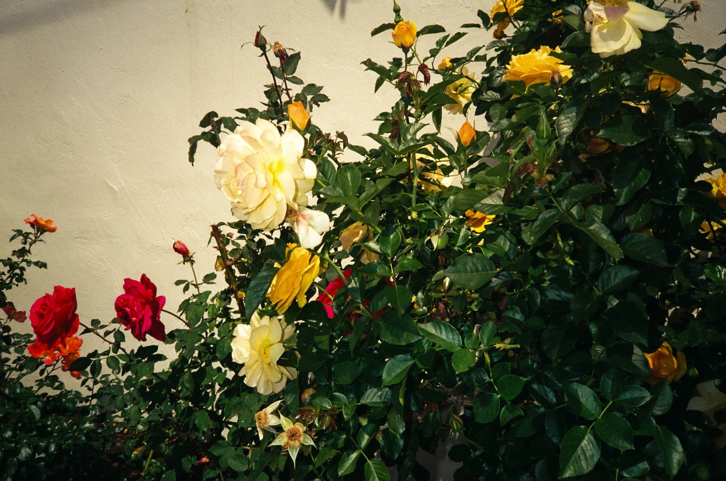 6CA20C48-7FD6-4727-8388-1FB2C8D5C005.jpeg