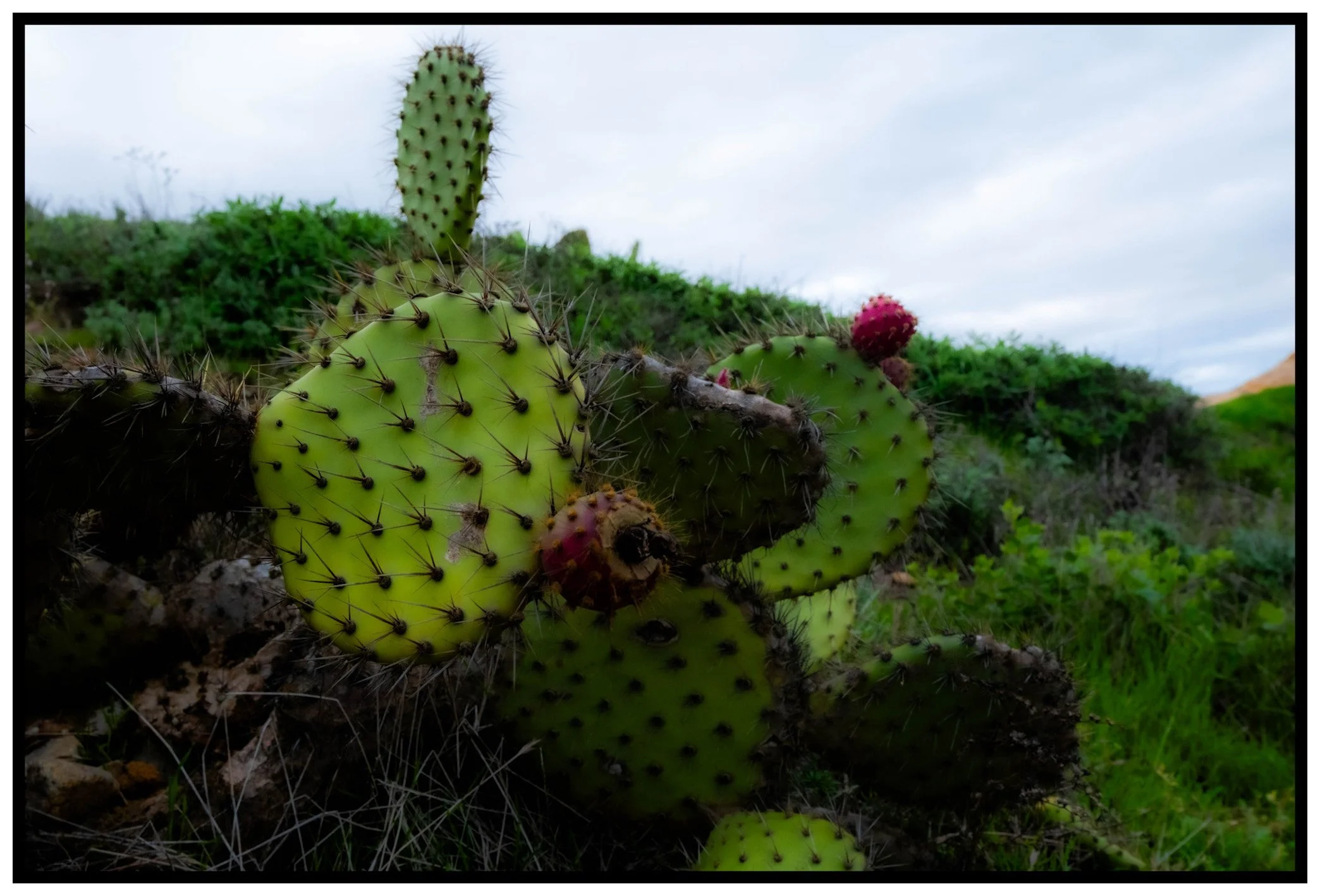 Close-up of prickly pear cacti with green, thorny pads and red fruit, set against a background of blue sky and greenery.