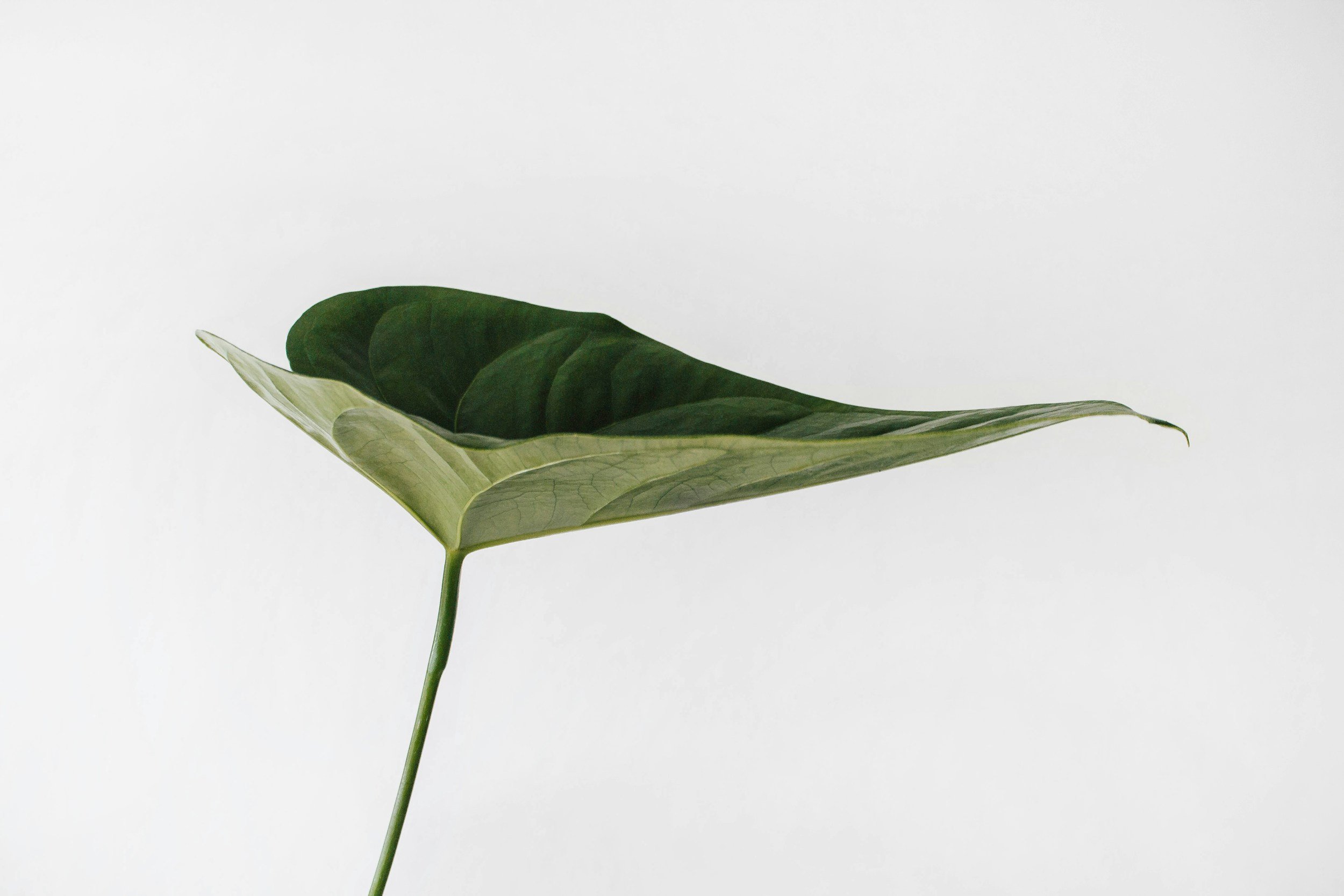 A single green leaf with a lighter underside and a darker upper surface, against a white background.