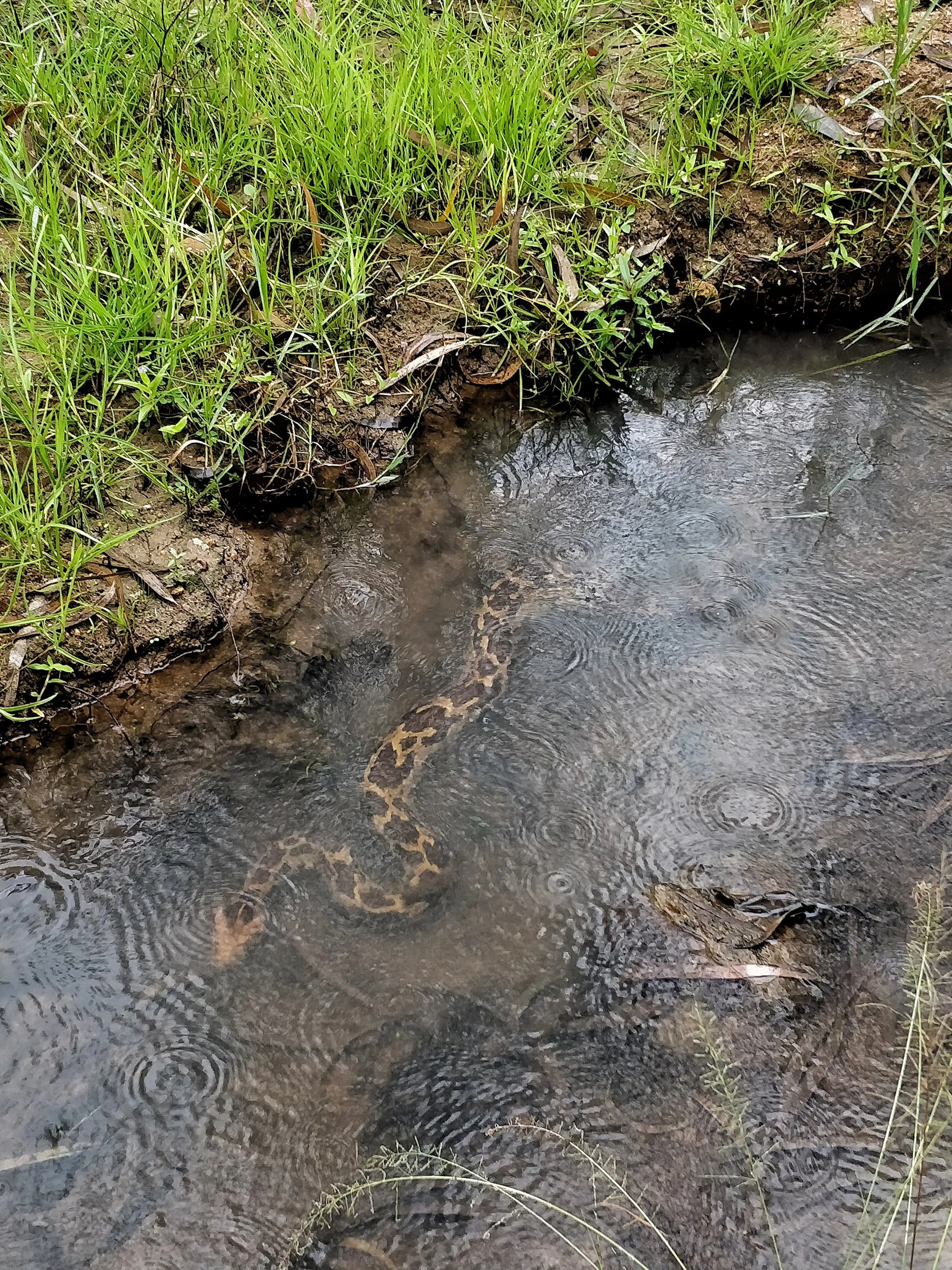 Indian rock python, Krishnagiri
