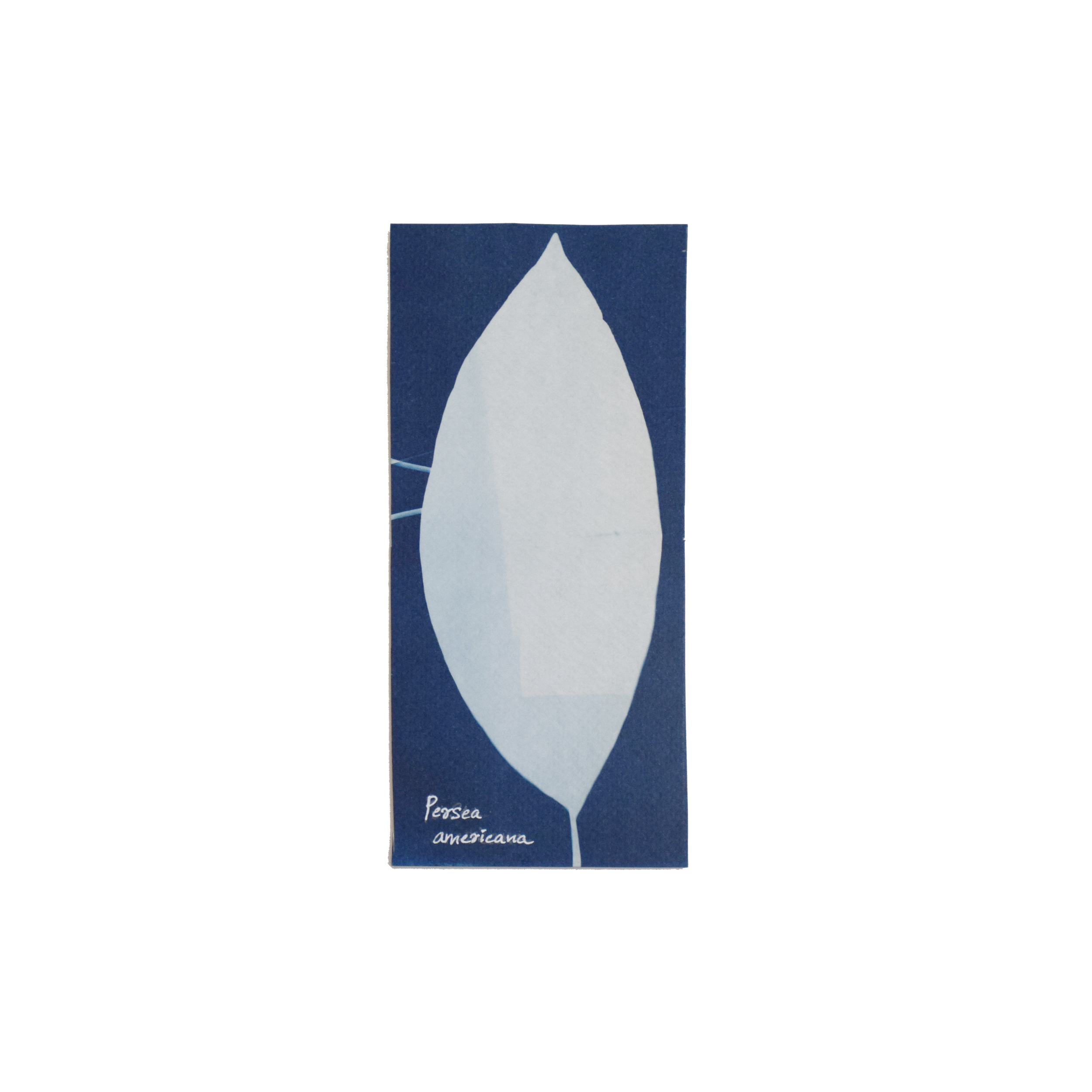 Persea americana (Avocado) // Leaves simple, alternate or spirally arranged, elliptic or oblong