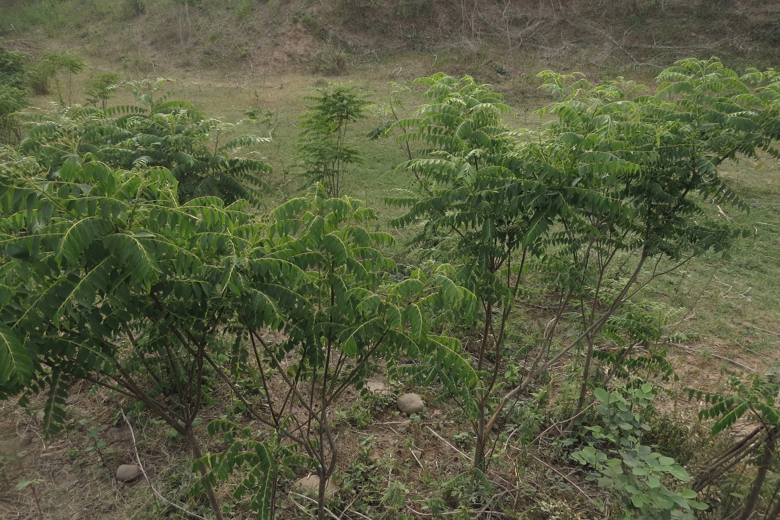 Understory species - Murraya koenigii