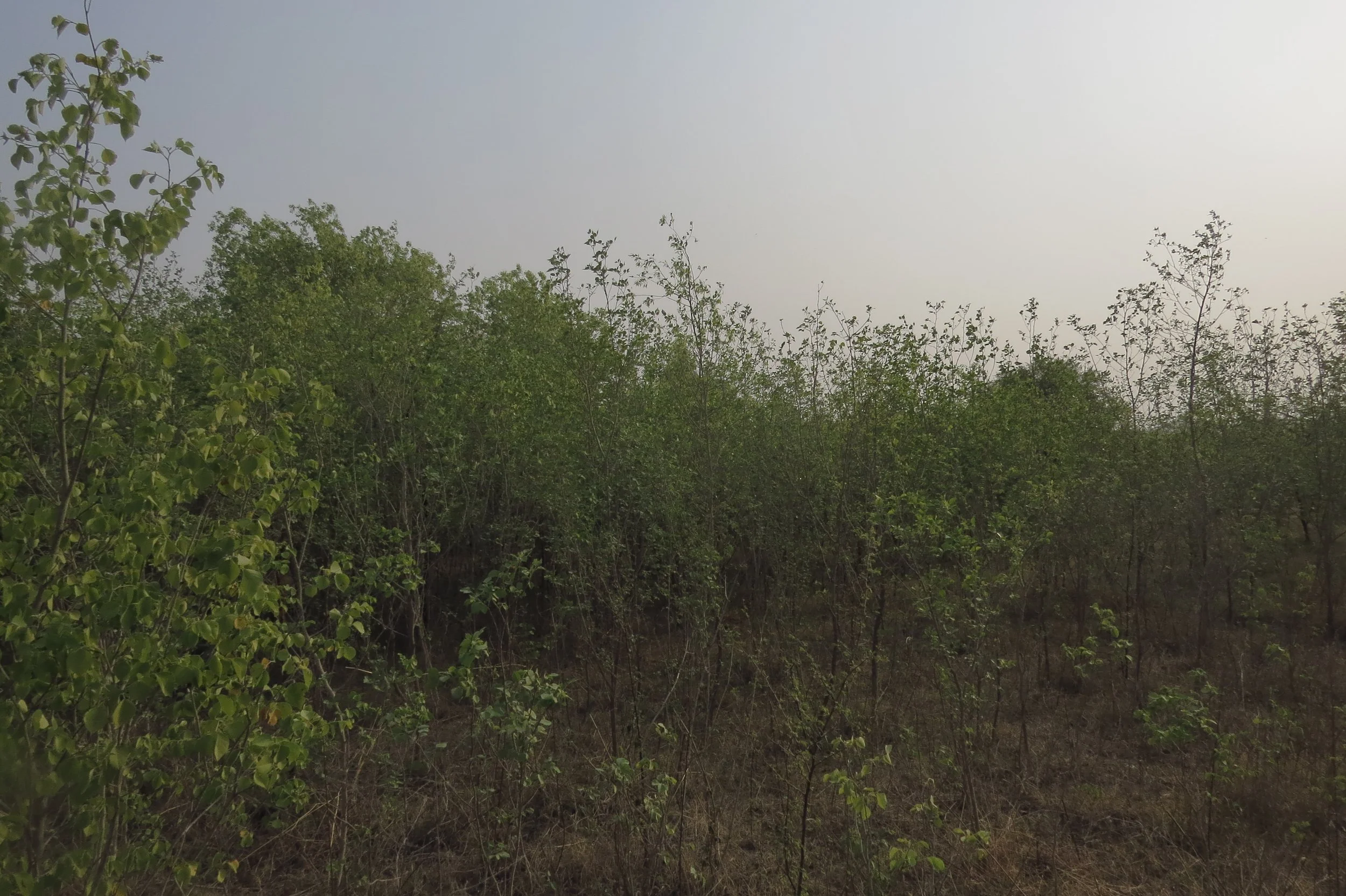 Dense Dalbergia sissoo zone