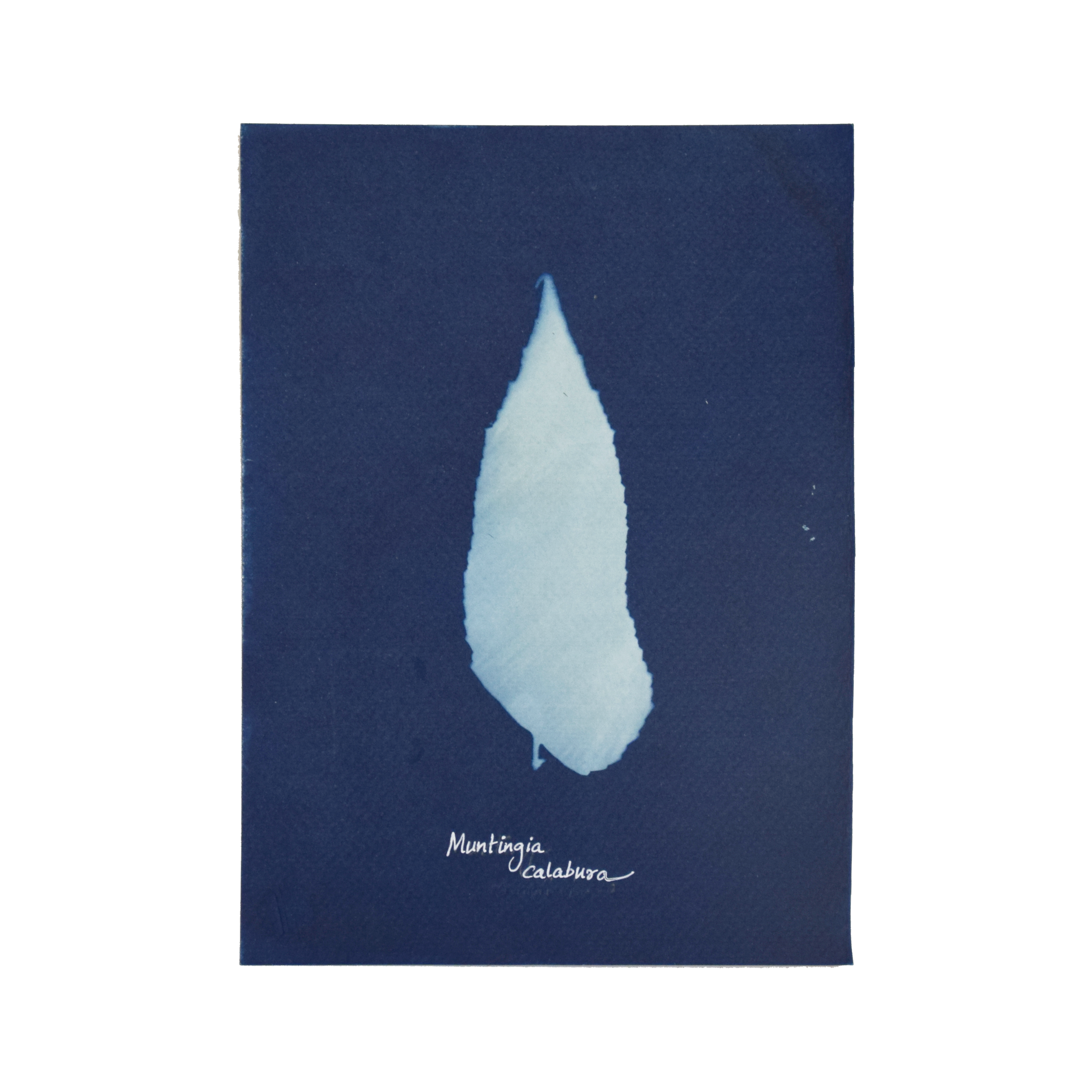 Muntingia calabura (Singapore cherry) // Leaves simple, alternate, distichous, oblong or lanceolate, serrated, oblique or asymmetrical base