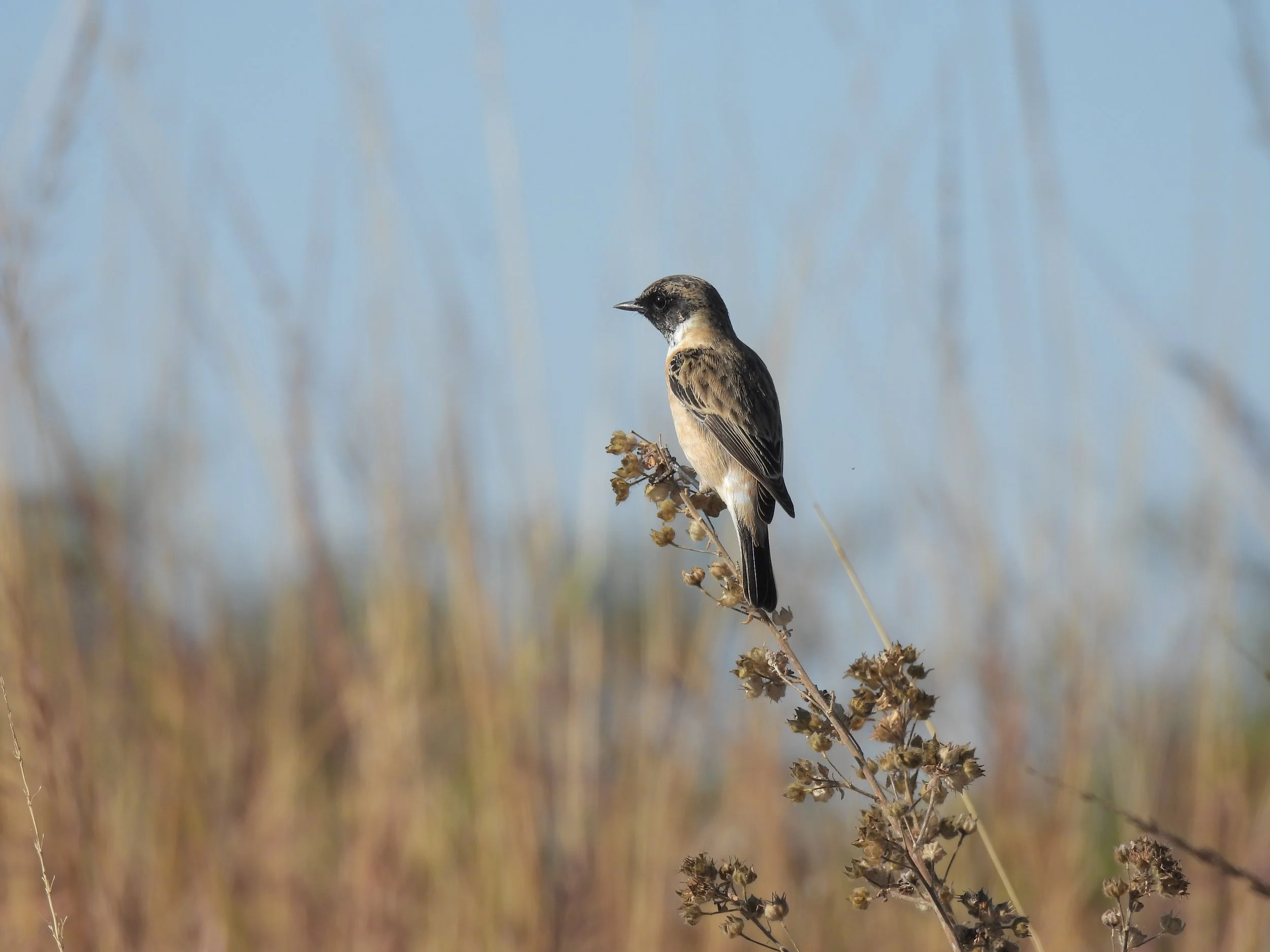 Siberian stonechat, Jim Corbett National Park