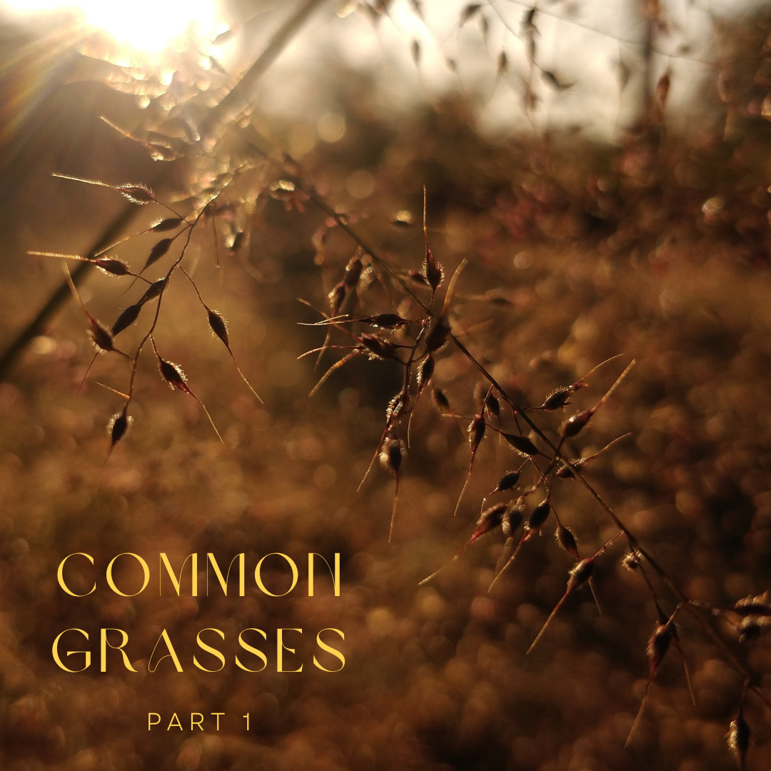 Common Grasses of India
