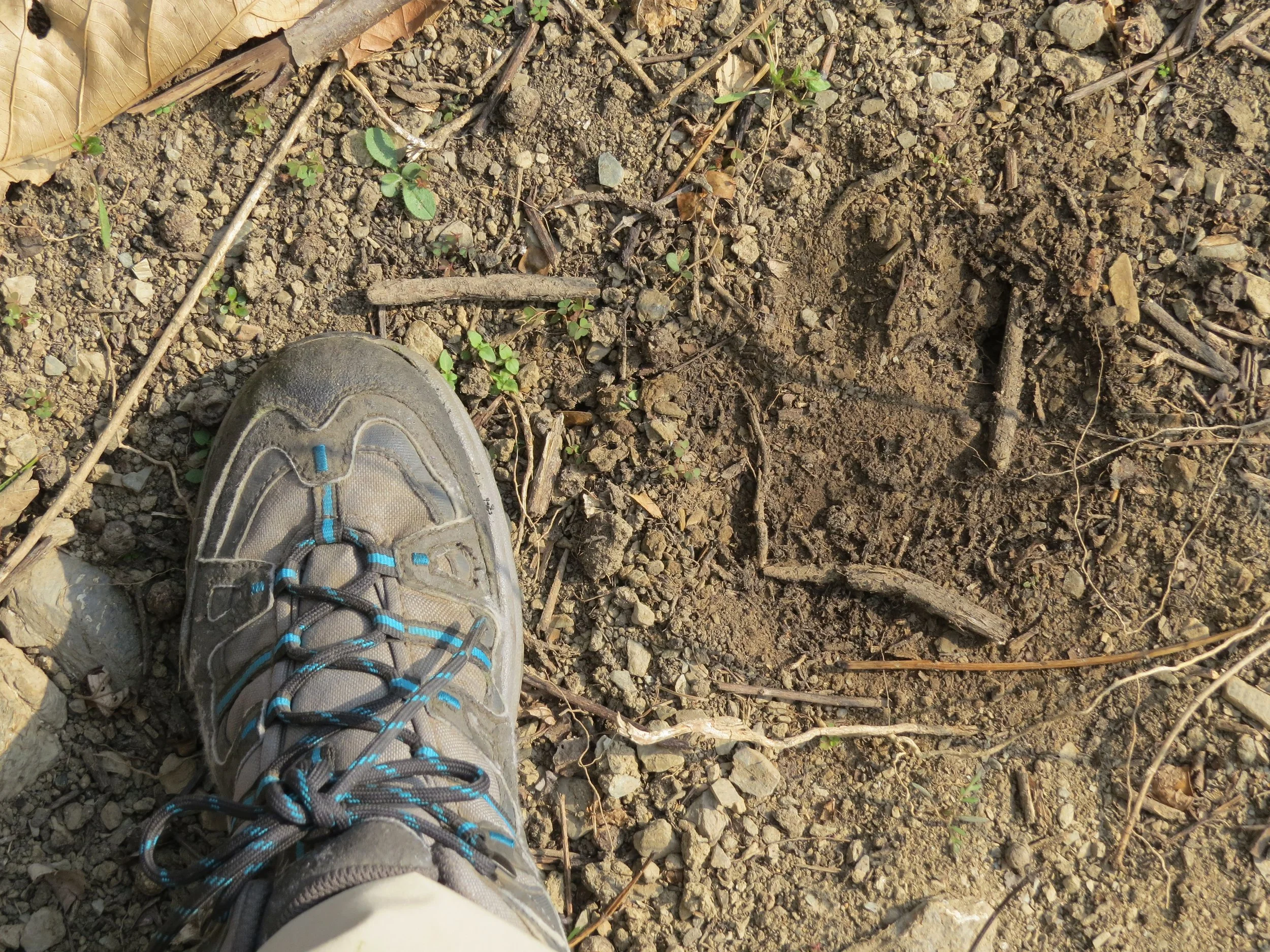 Leopard pugmark