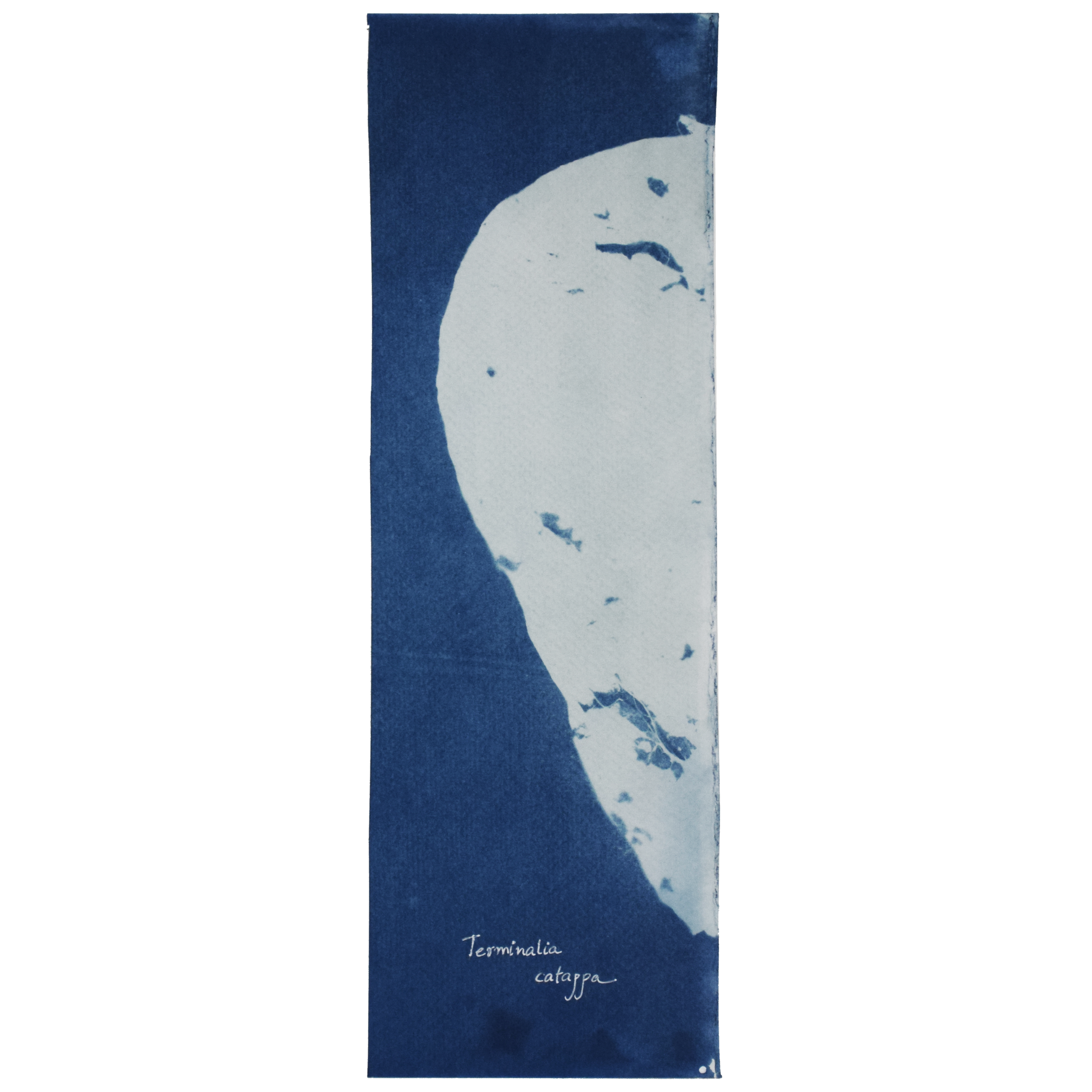 Terminalia catappa (Indian almond) // Leaves simple, alternate, spiral clusters, broadly obovate and spatulate with rounded apex and subcordate or cuneate base