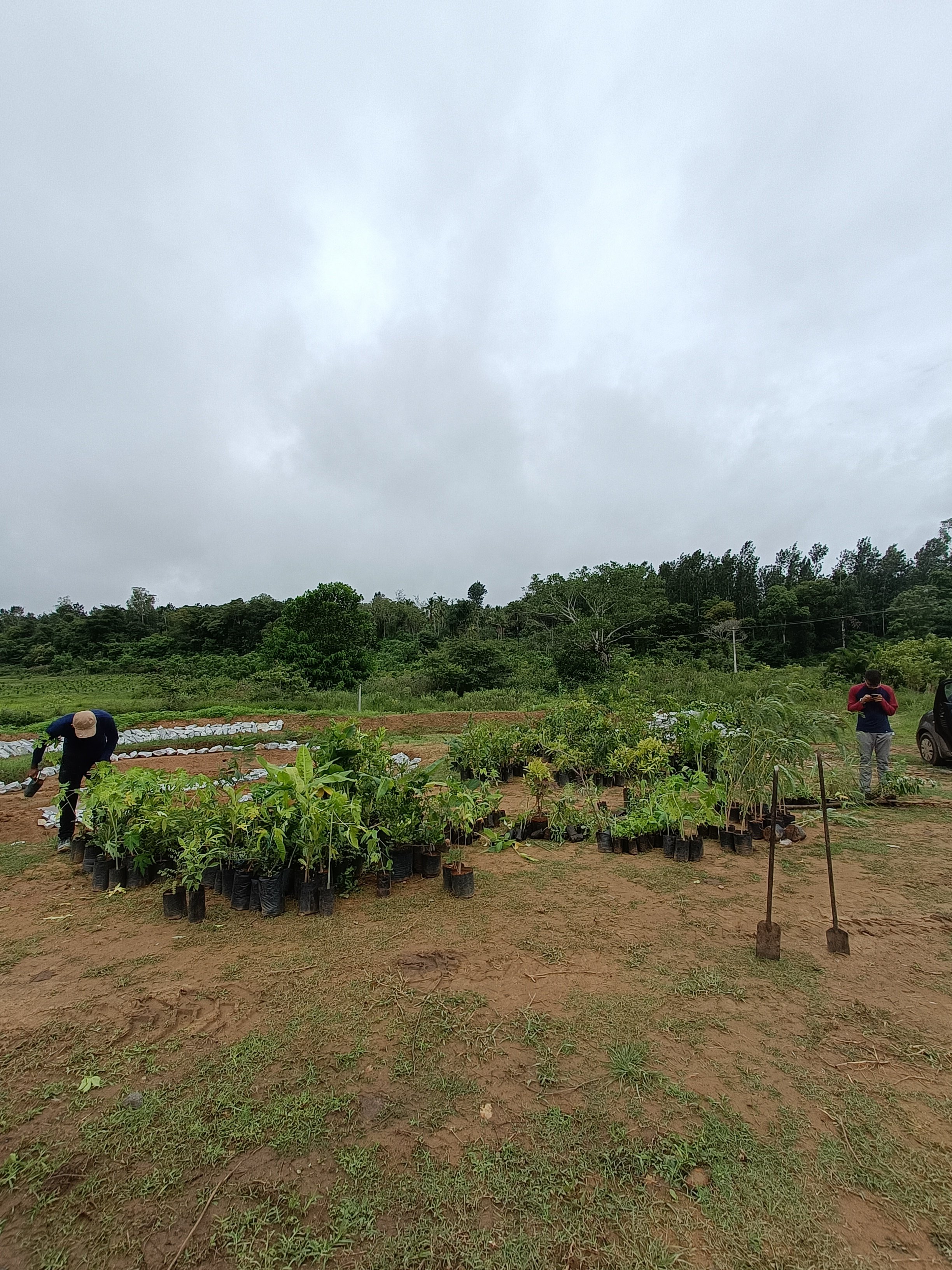 Sorting saplings on site