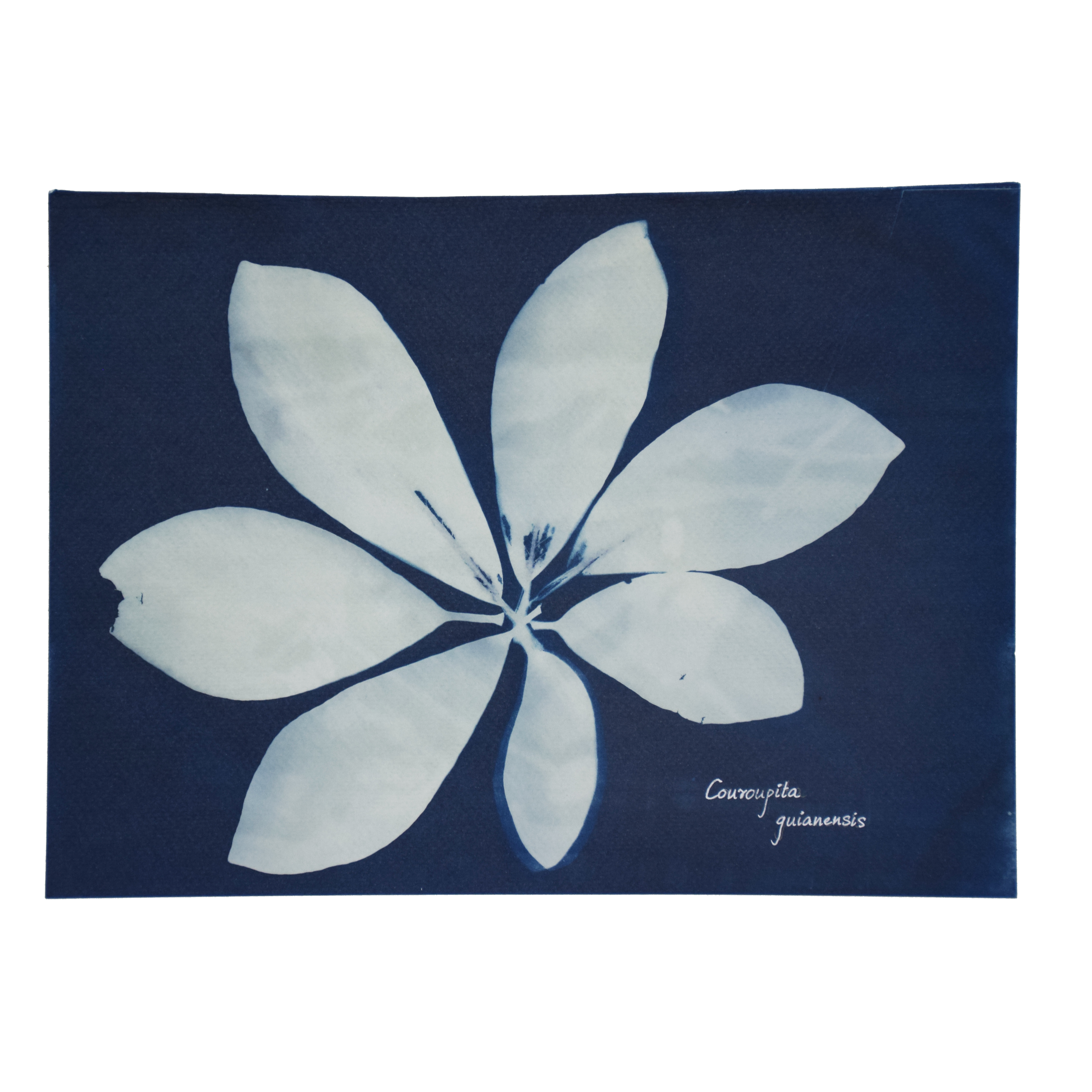 Couroupita guianensis (Cannonball) // Leaves simple, alternate, smooth or serrated, oblong, obovate, elliptic, or broadly lanceolate, arranged spirally