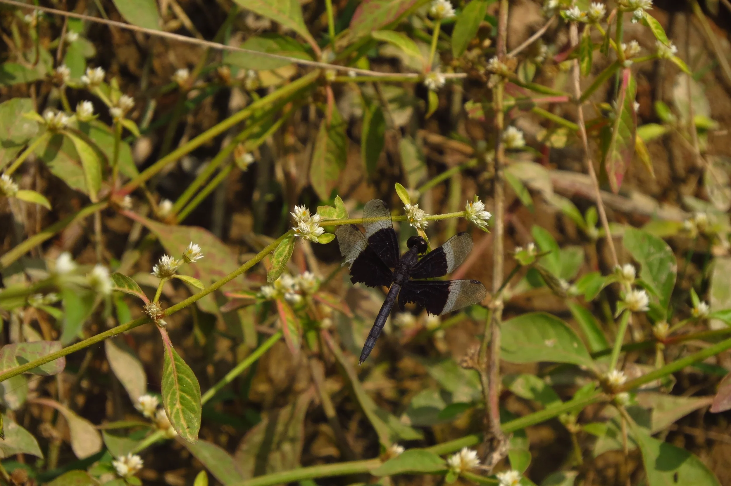 Black-winged dragonlet - appeared after pond was dug