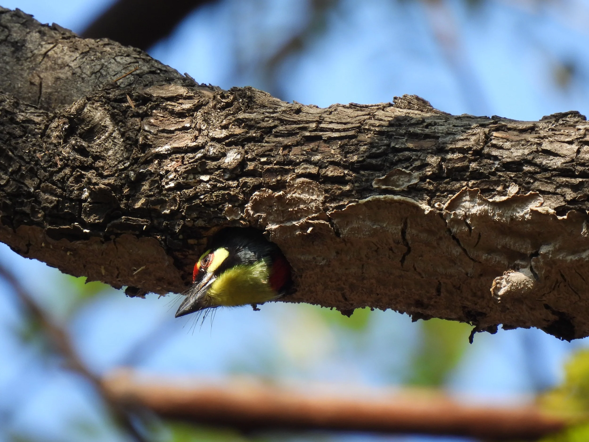 Coppersmith Barbet, Pune