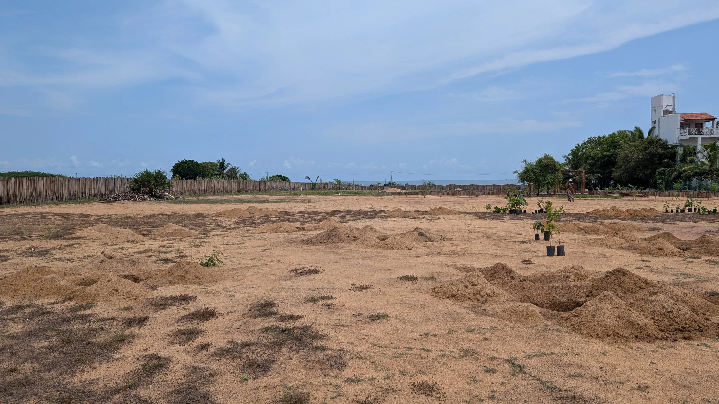 Pits prepared for planting [photo by Jananee Mohan]
