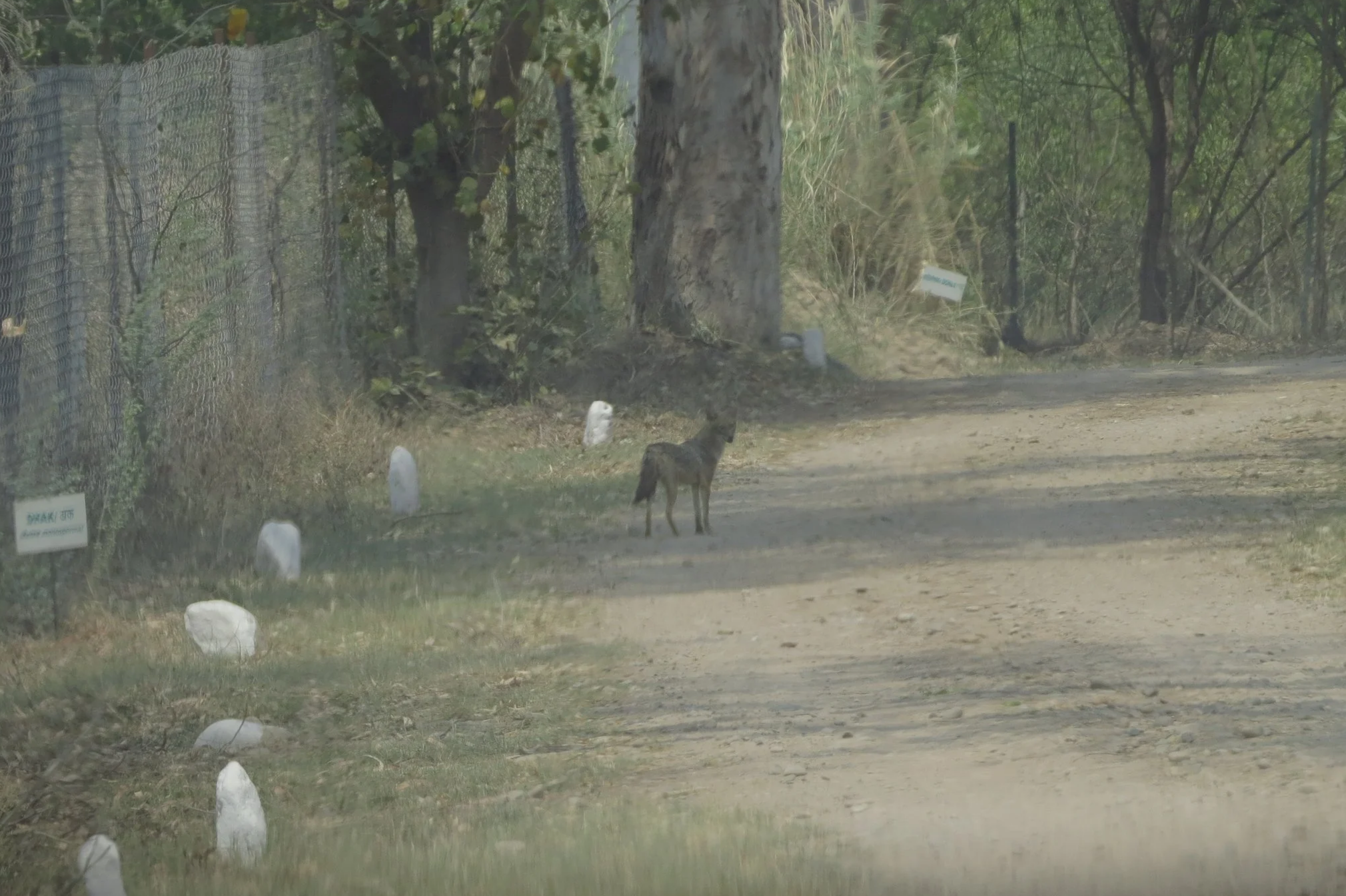 Golden jackal in reference ecosystem