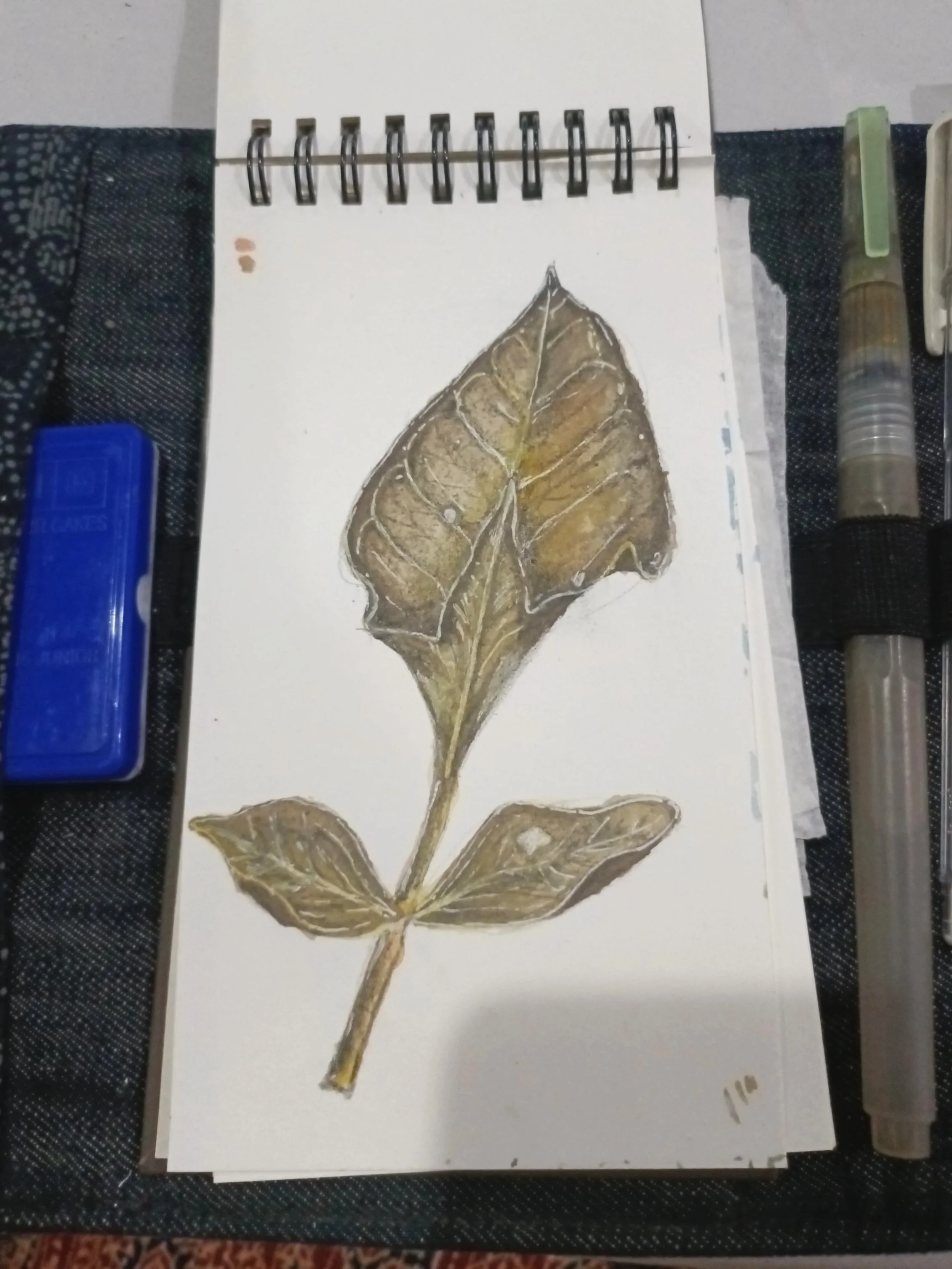 'Ficus krishnae'
Auroville Botanical Gardens, 2025