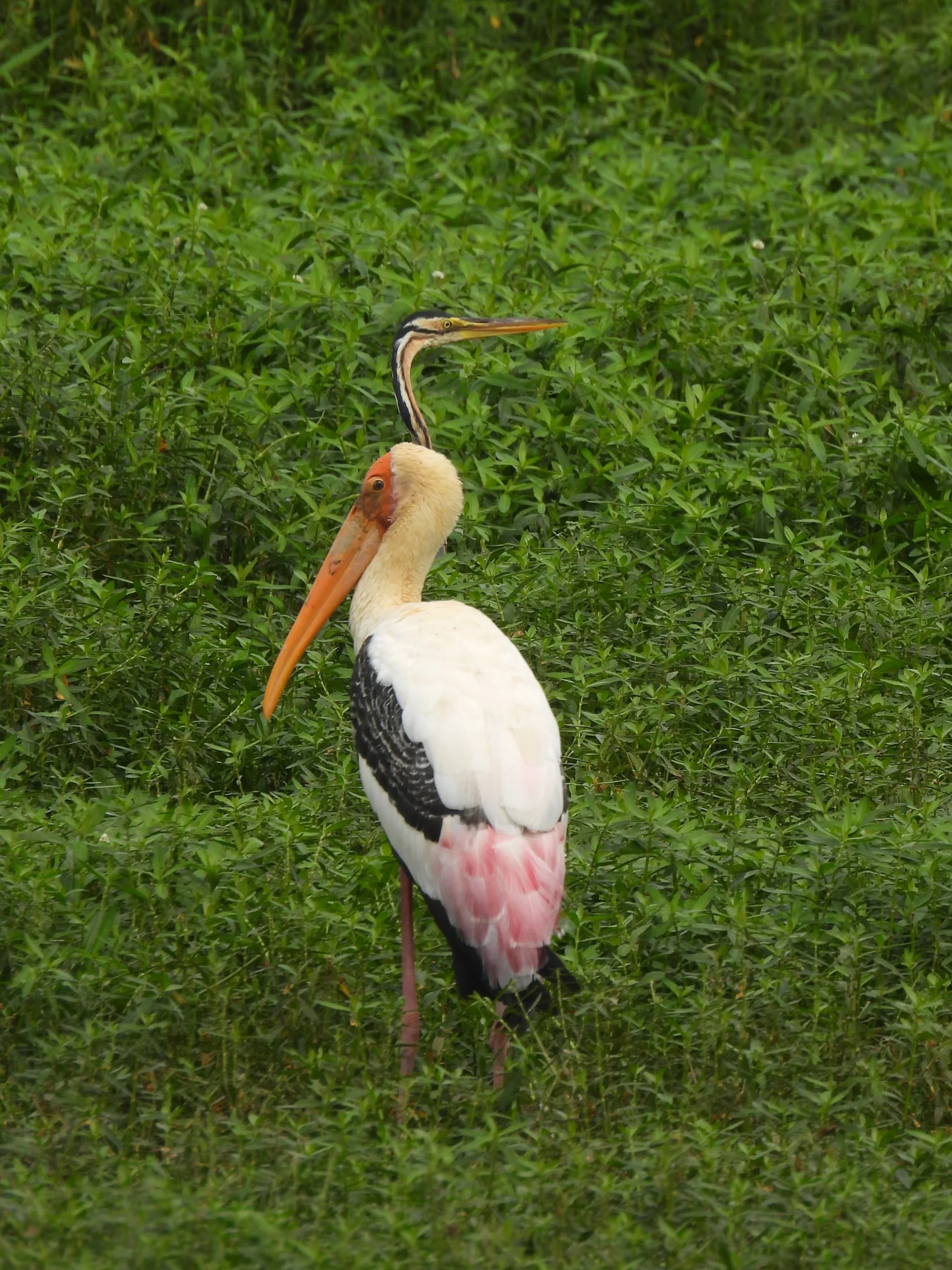 Painted stork and Anhinga, Tarahunise wetland, Bangalore
