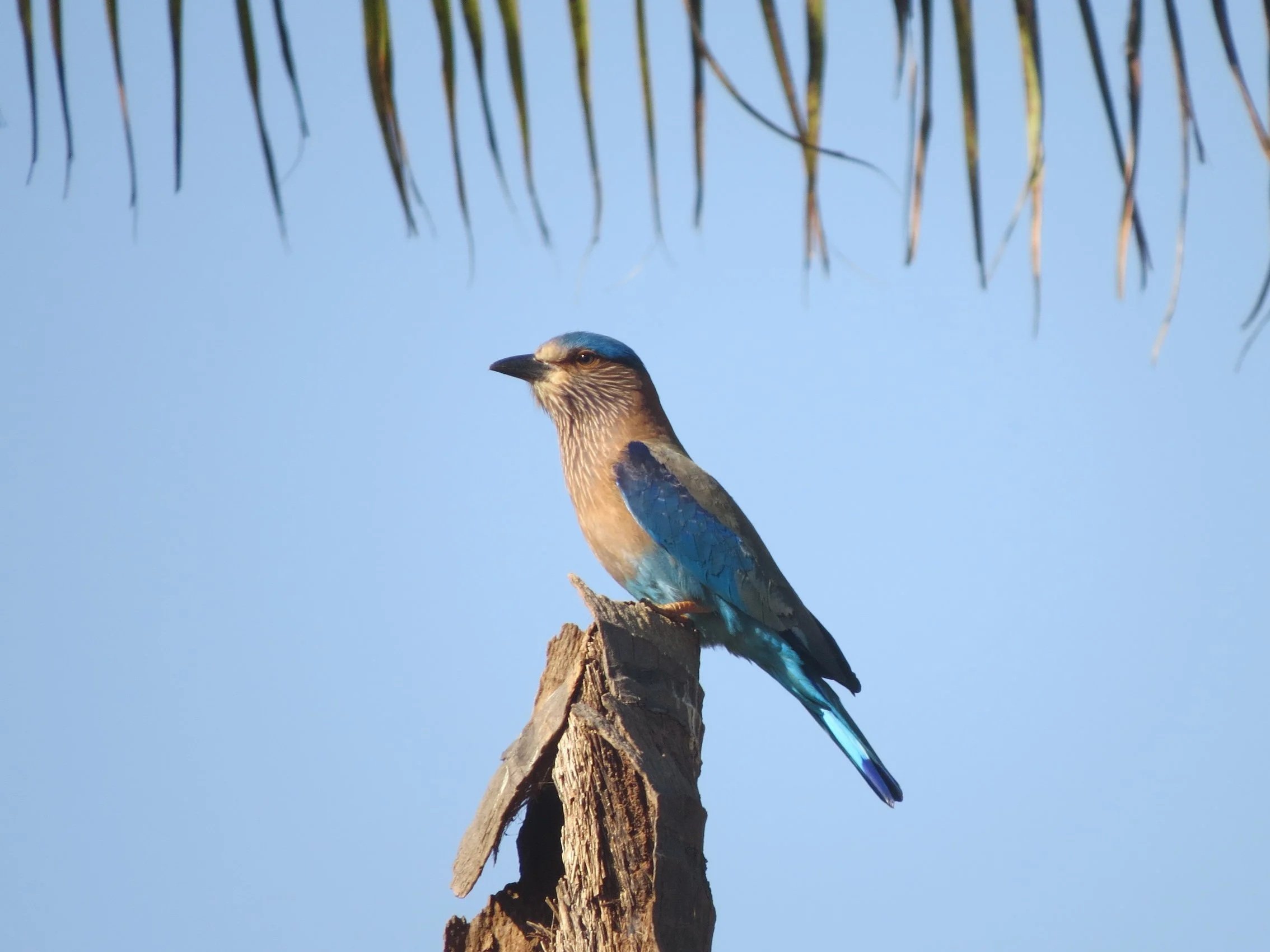 Indian roller, Krishnagiri
