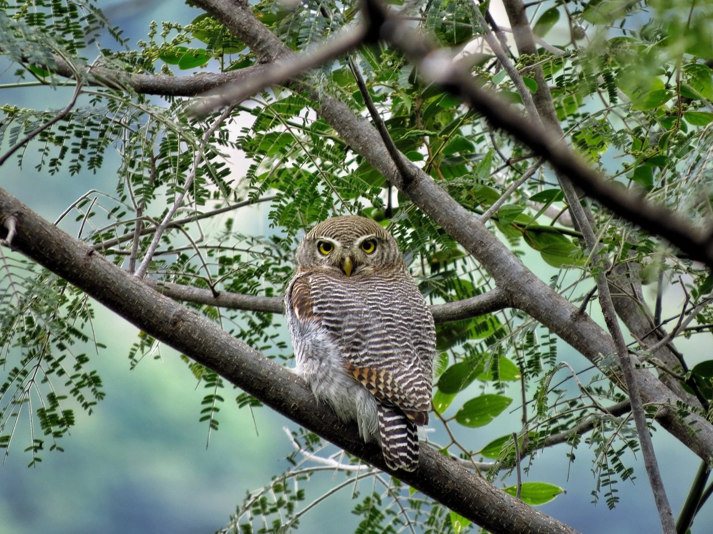 Jungle Owlet, Krishnagiri