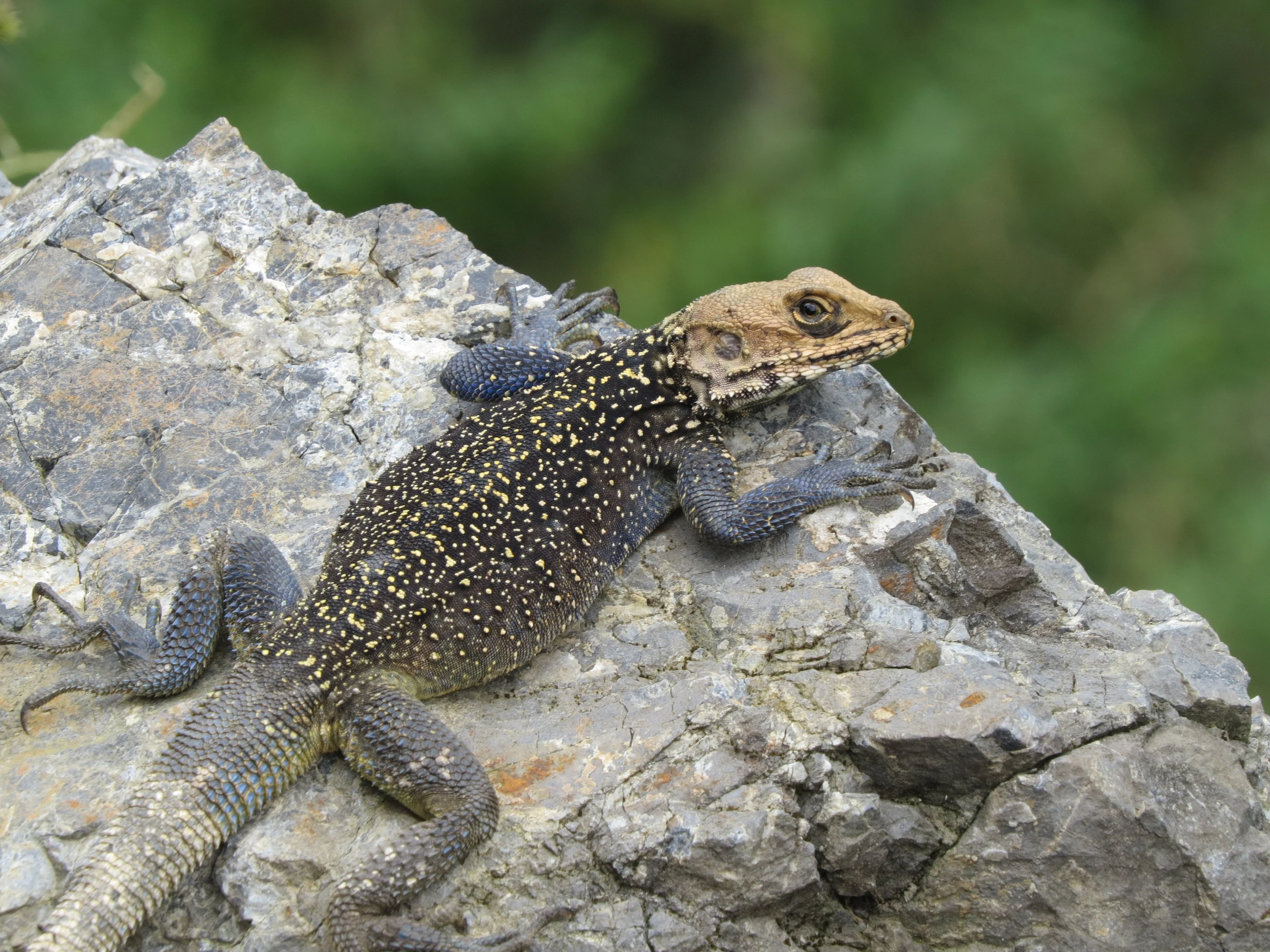 Kashmir Rock Agama, Pangoot