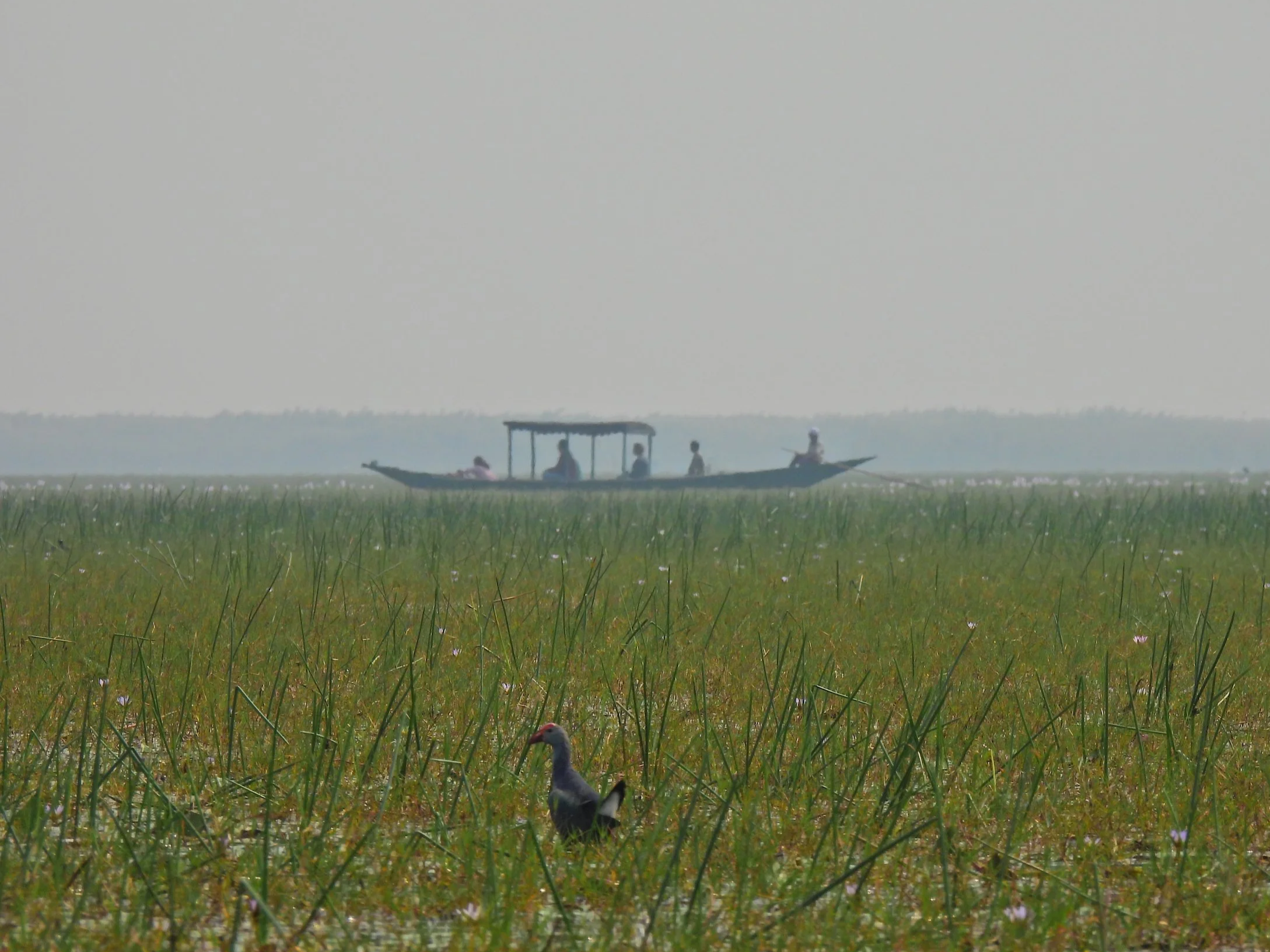 Swamp life, Lake Chilika