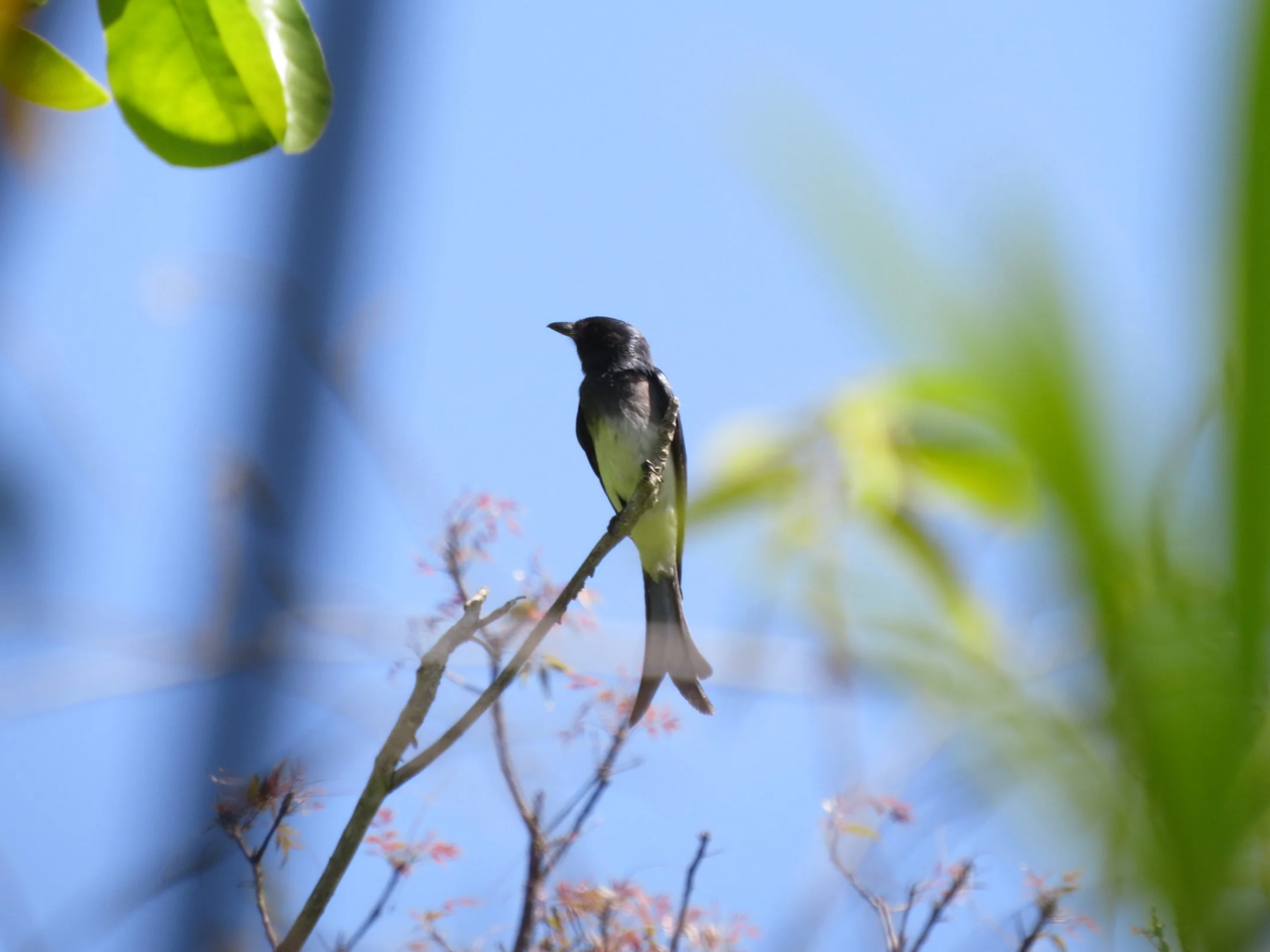 White-bellied drongo, Krishnagiri