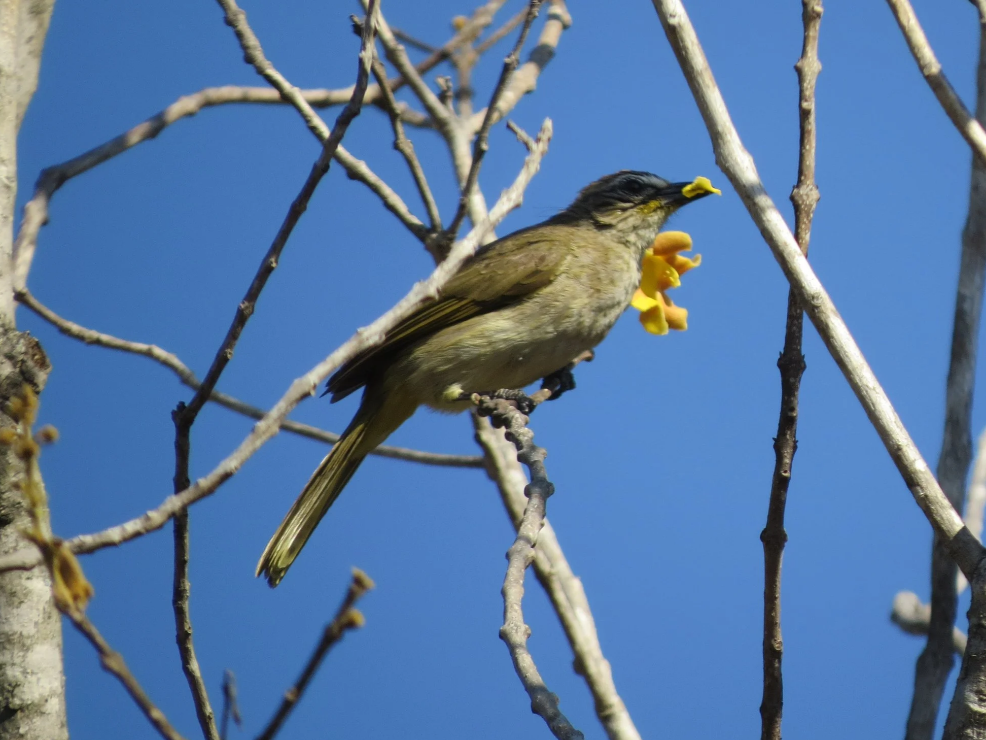 White-browed bulbul, Krishnagiri