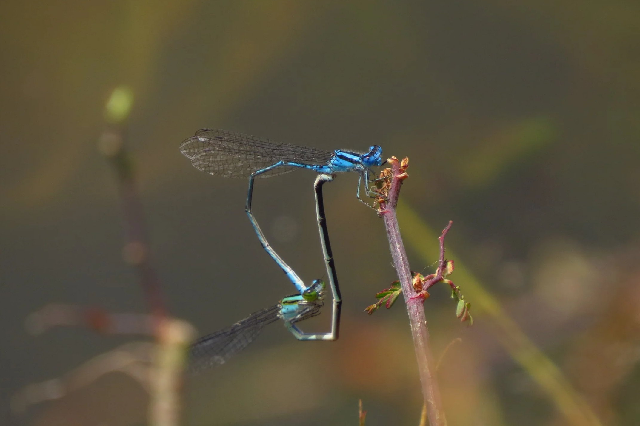 Chalky perchers mating, Shoolagiri